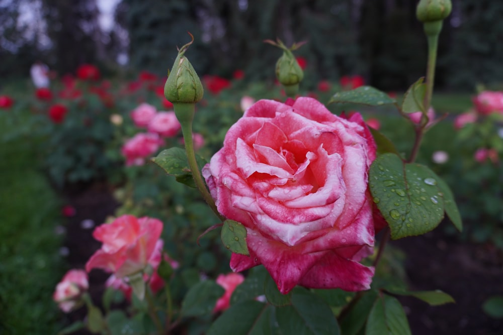 a close up of a pink rose with drops of water on it