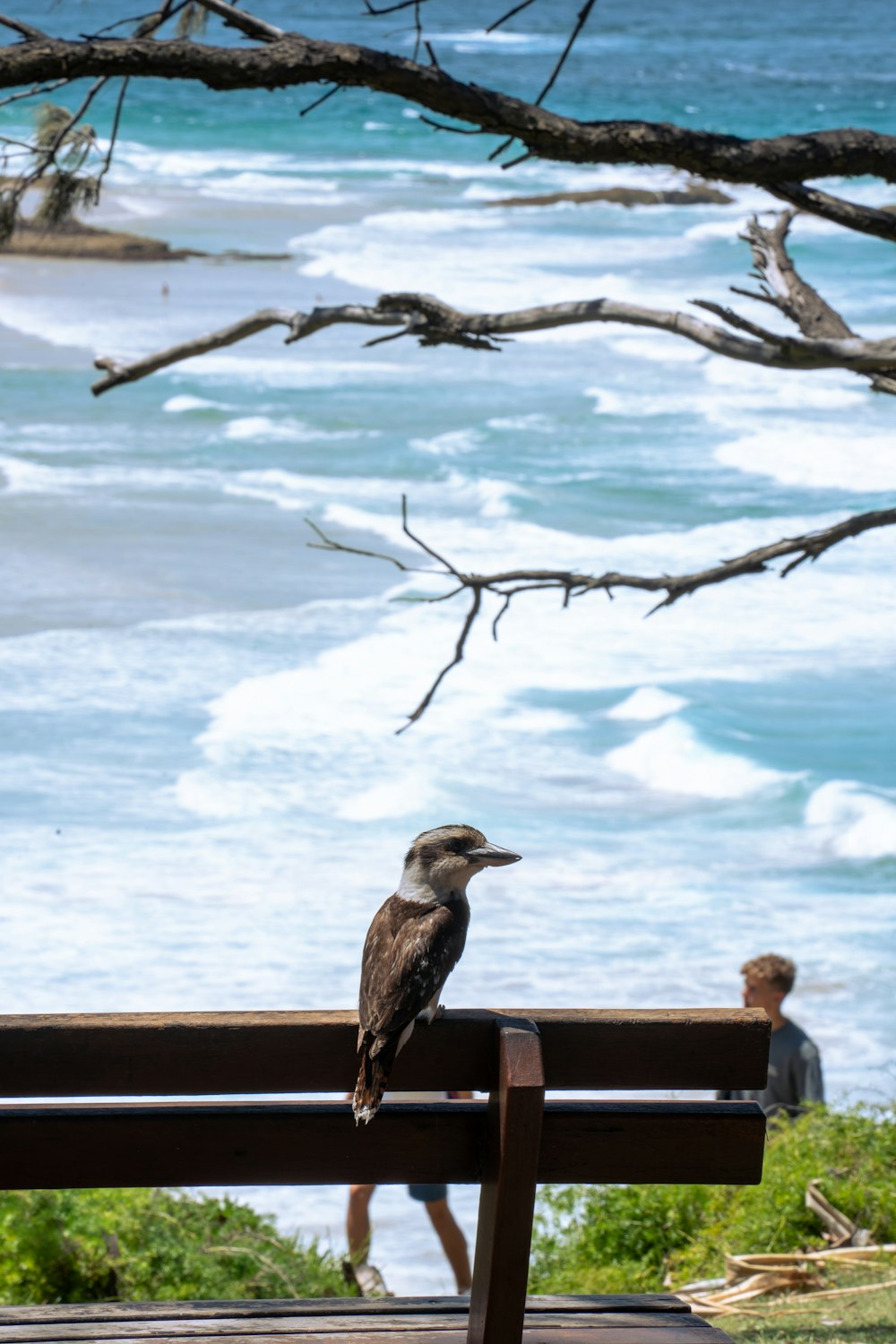 a bird sitting on a bench near the ocean