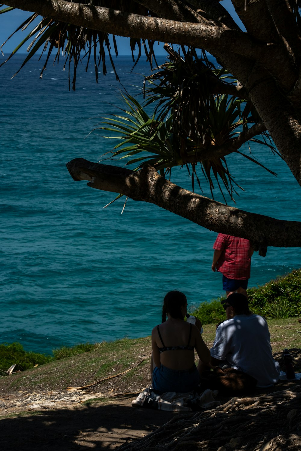 a man and a woman sitting under a tree next to the ocean