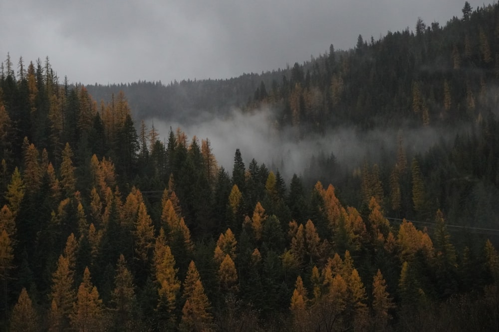 a forest filled with lots of trees under a cloudy sky