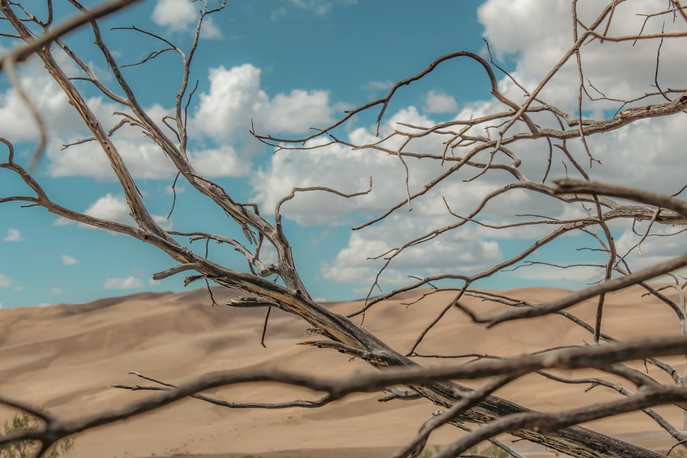 a dead tree in the middle of a desert