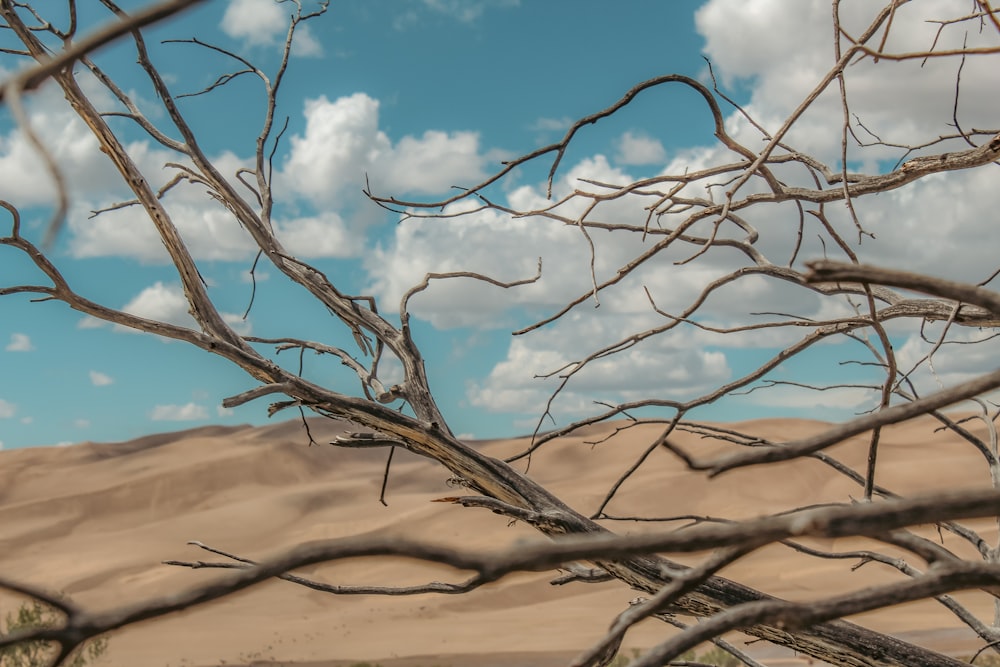 un árbol muerto en medio de un desierto