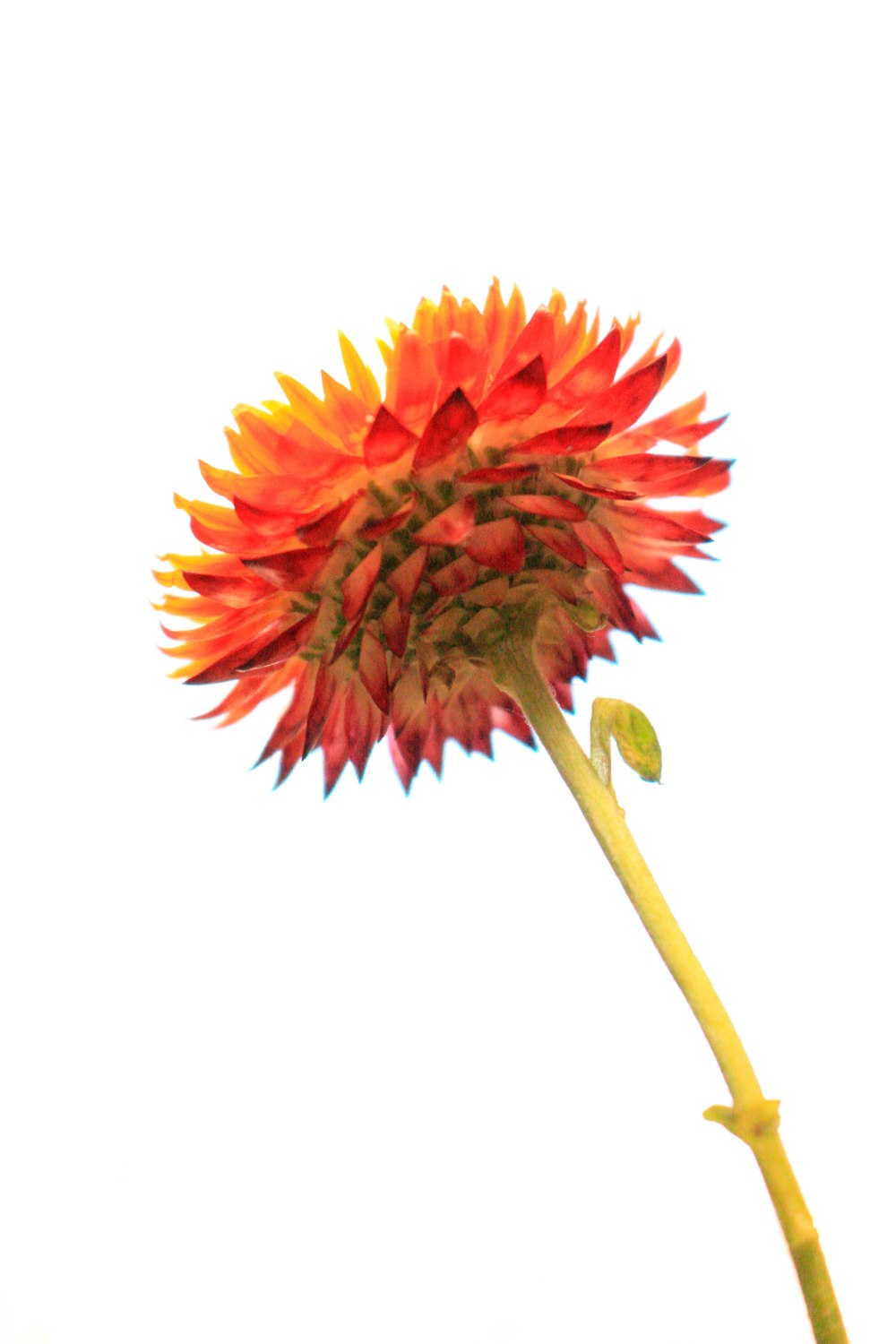 a red and yellow flower on a white background