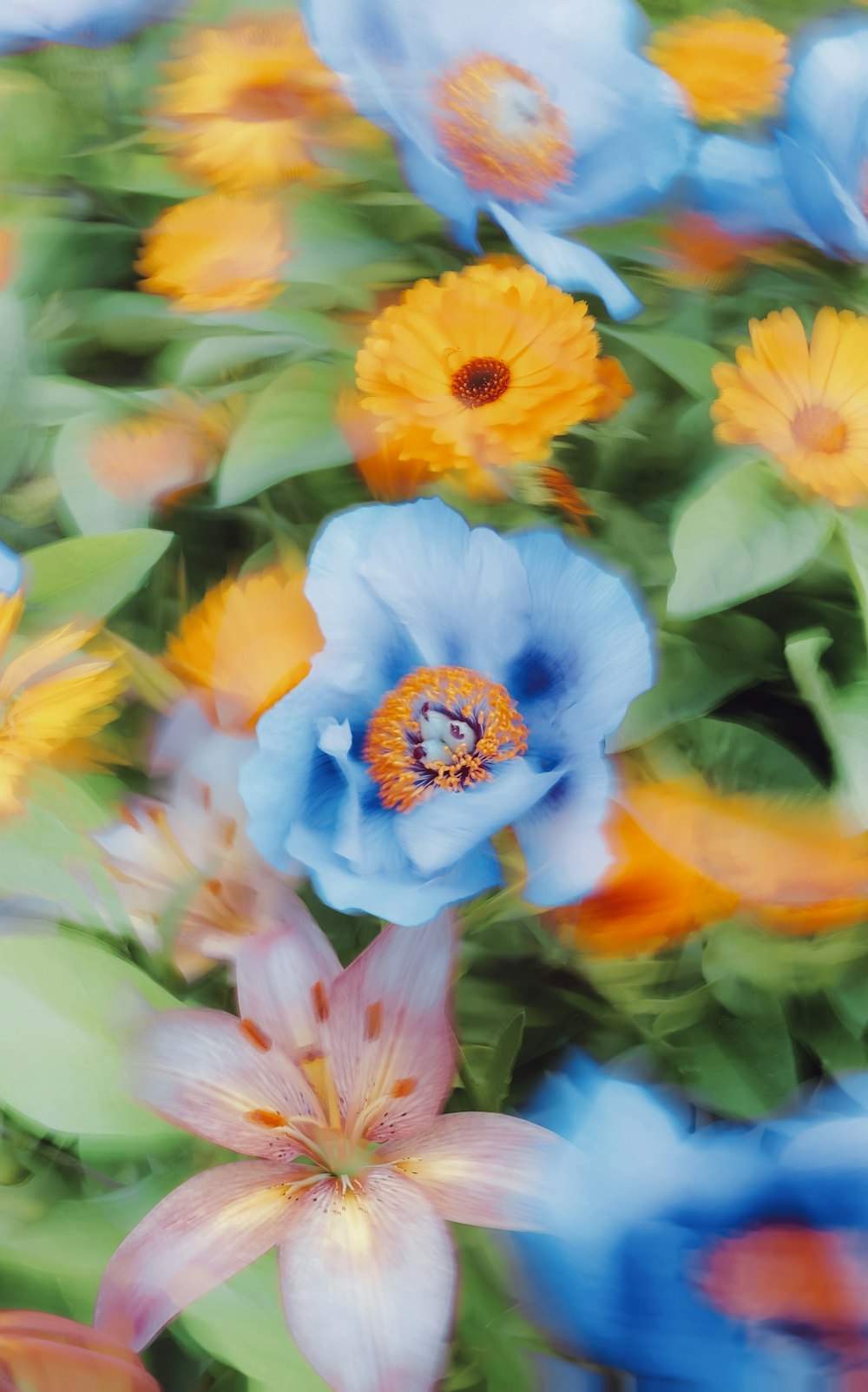 a bunch of flowers that are in the grass