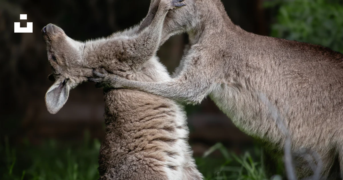Two kangaroos playing with each other in the grass photo – Free ...