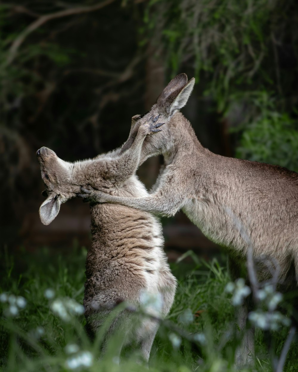 two kangaroos playing with each other in the grass