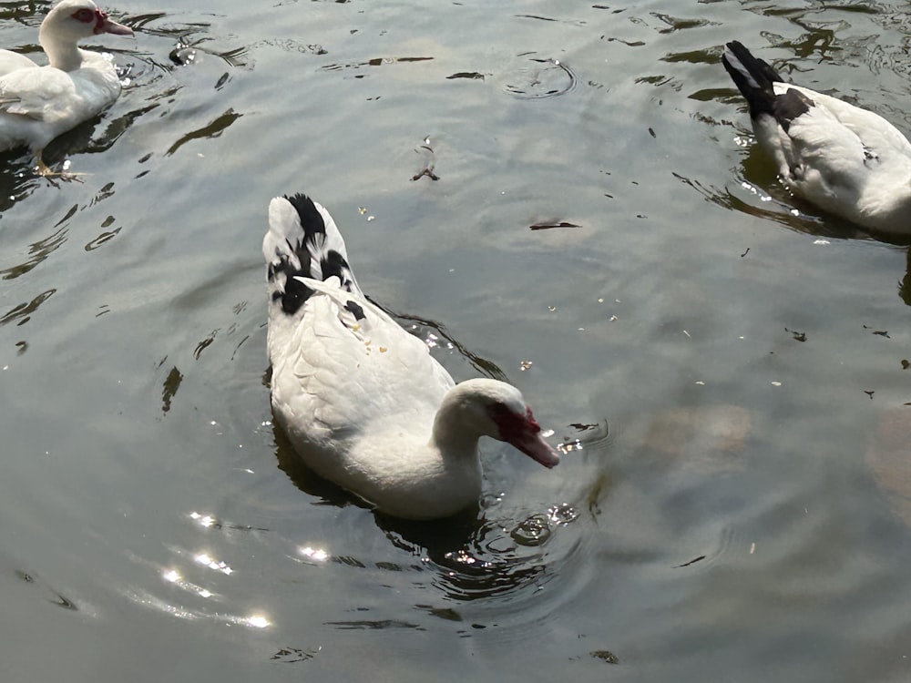 three ducks are swimming in the water together