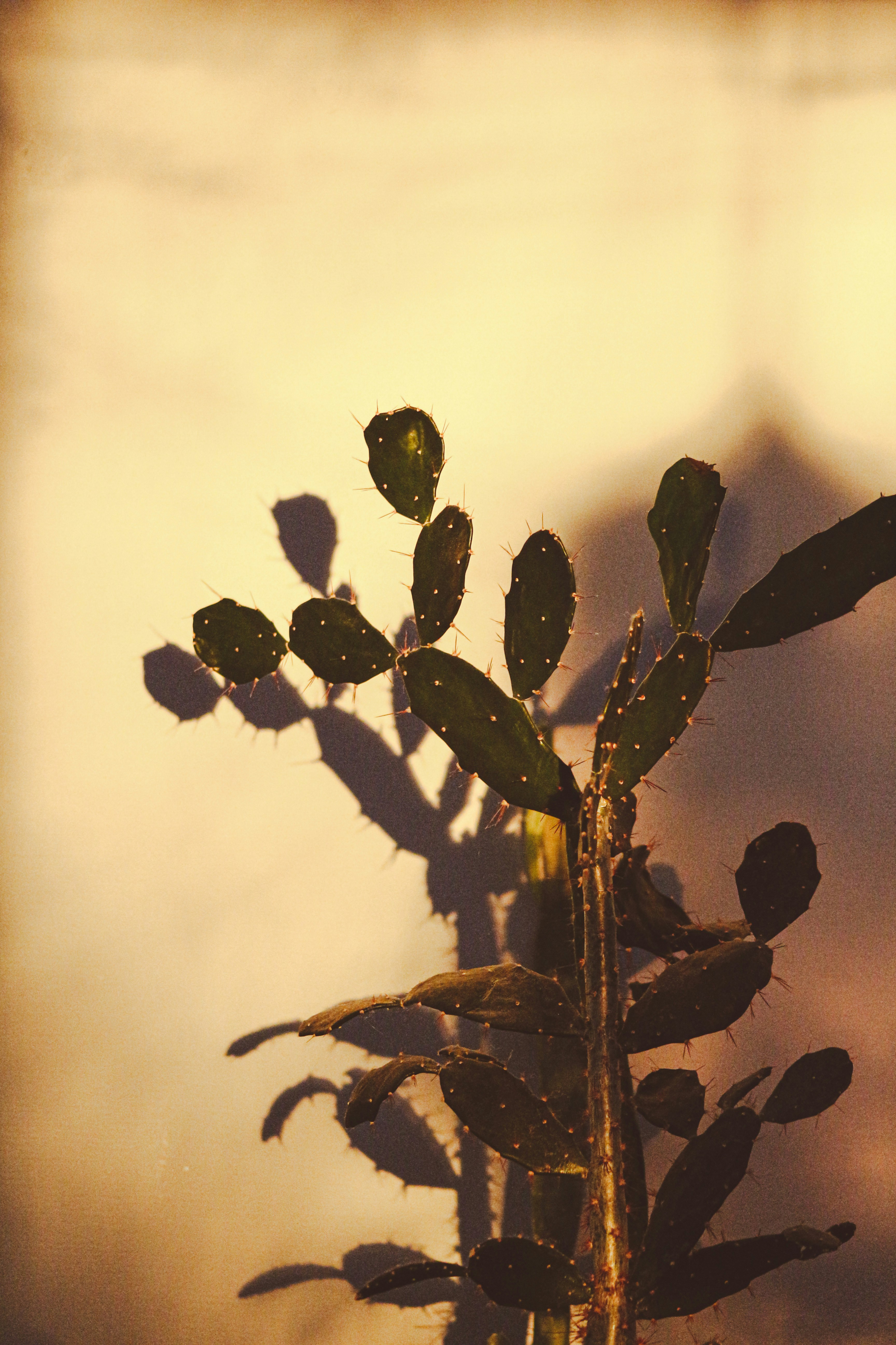 a plant with long thin leaves in a vase