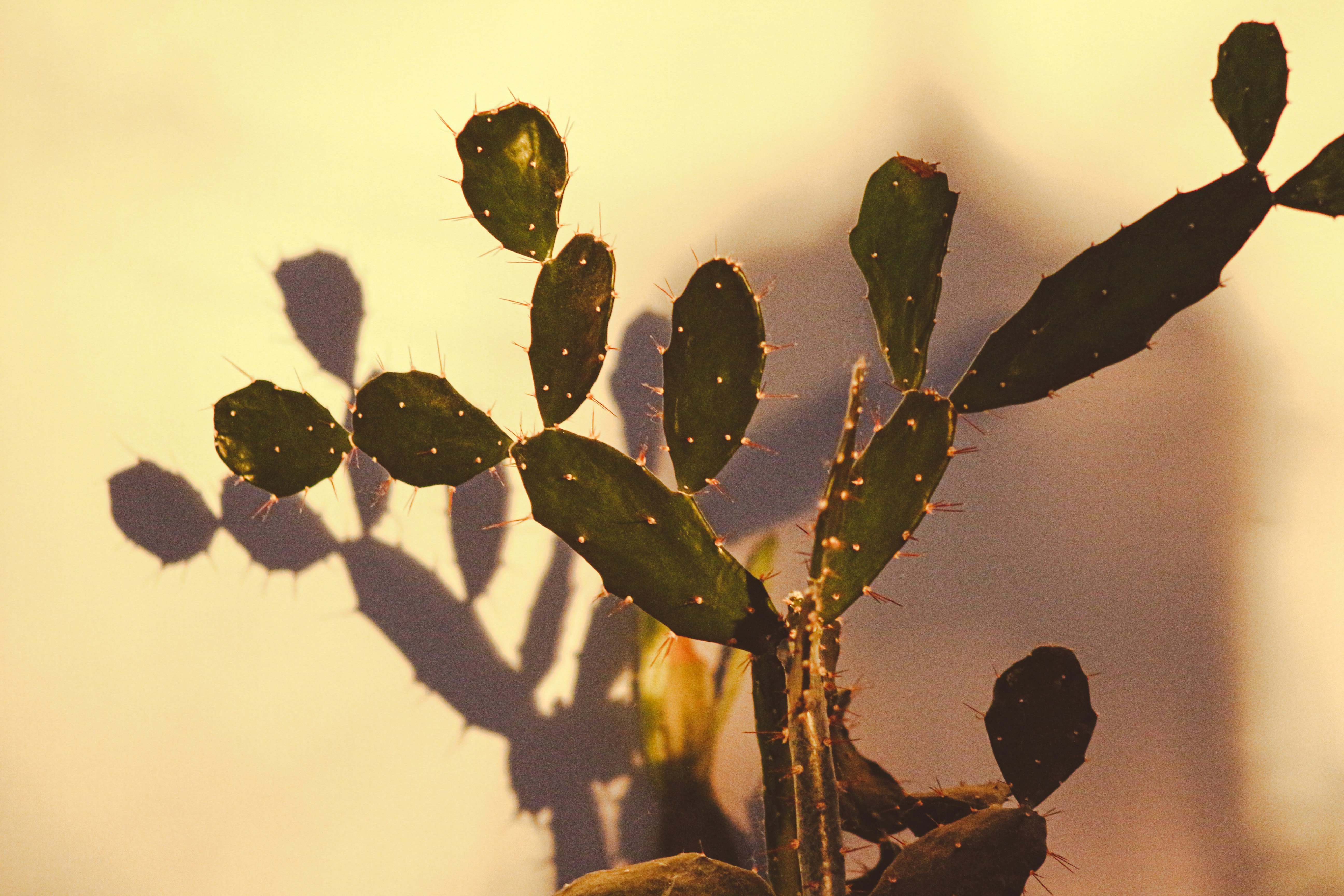 a plant with long thin leaves in a pot