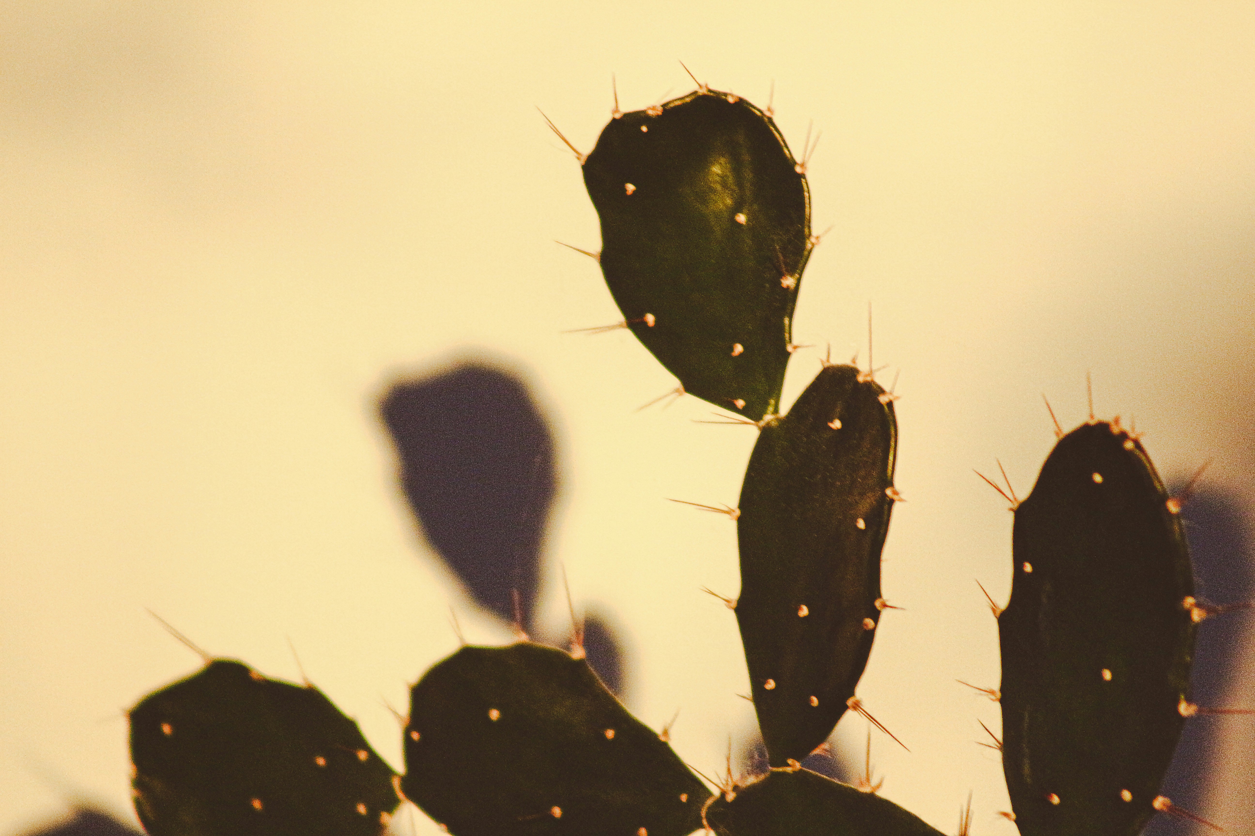 a close up of a cactus plant with a sky background