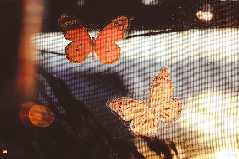 a couple of butterflies that are on a window