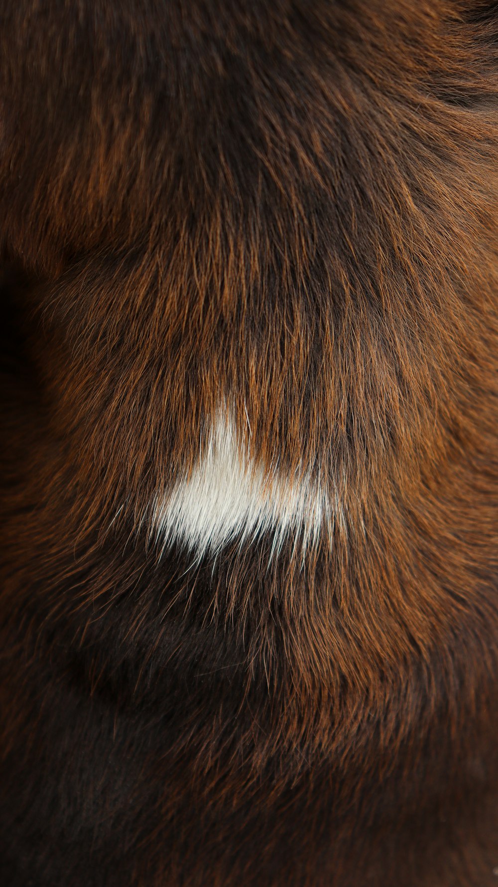 a close up of a brown and white animal's fur