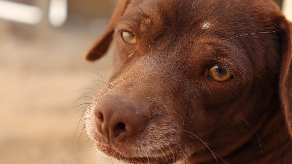 a close up of a brown dog's face
