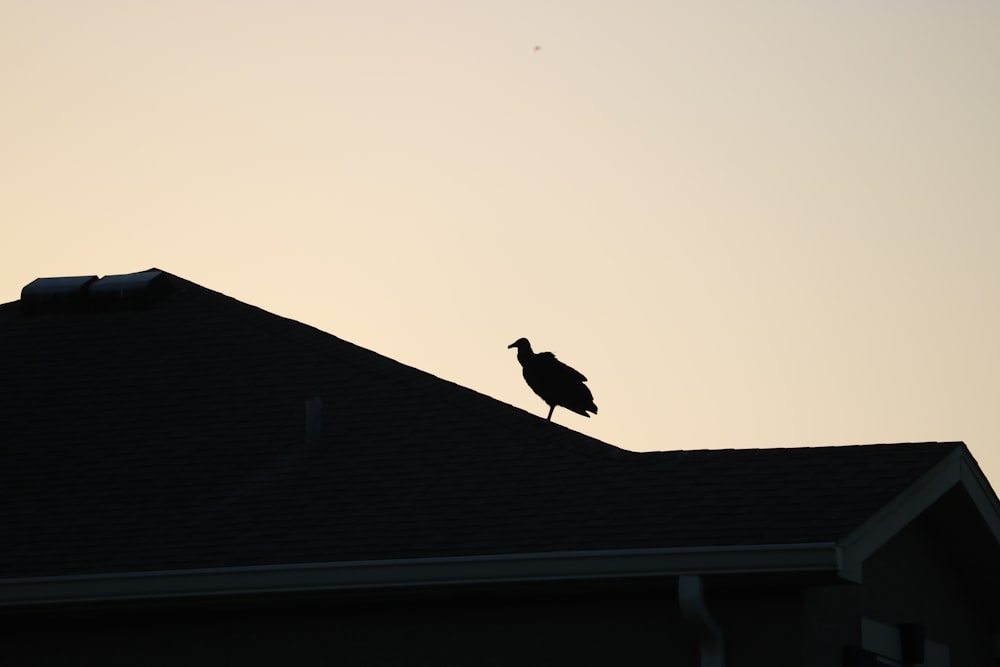 un uccello è seduto sul tetto di una casa