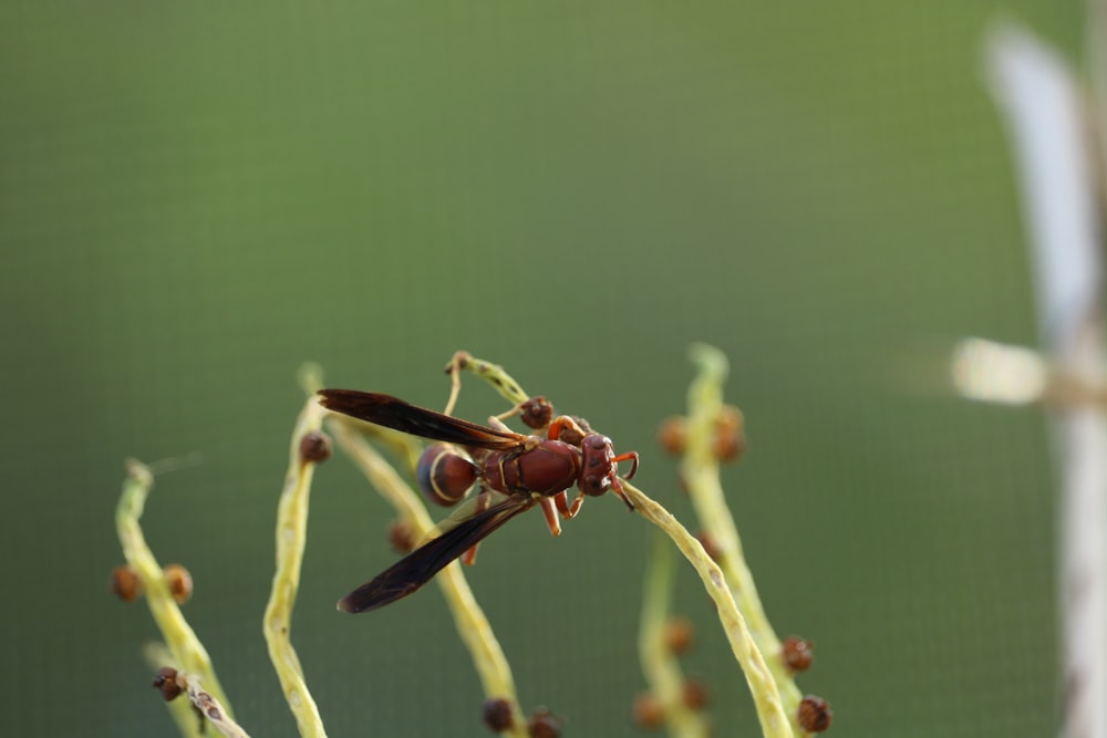 a close up of a bug on a plant