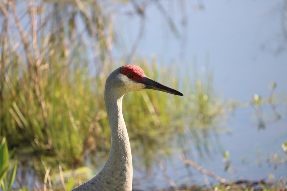 a bird with a red head standing in the grass