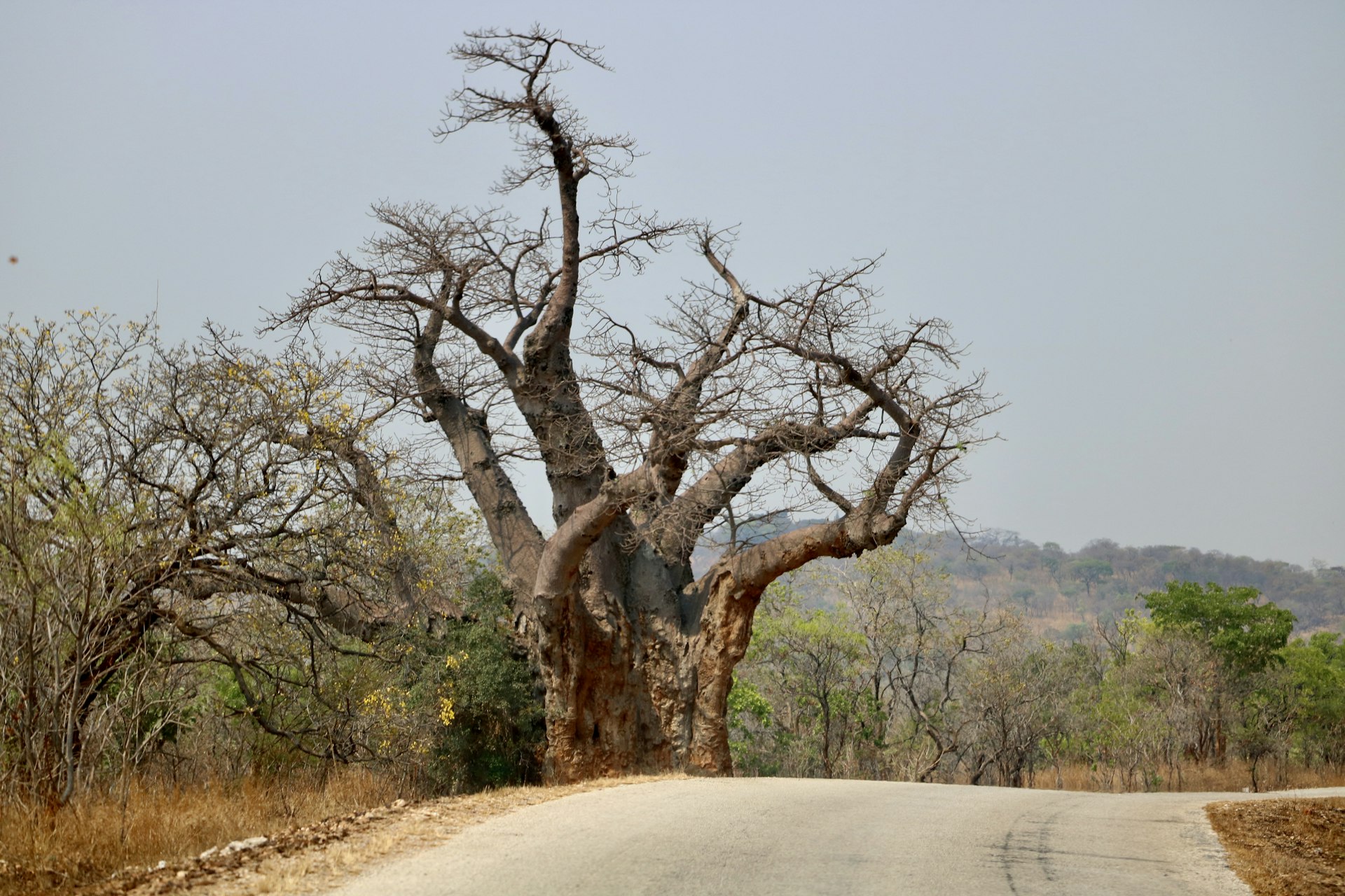 Impressionnant baobab africain solitaire au bord d une route sous le ciel bleu du Zimbabwe