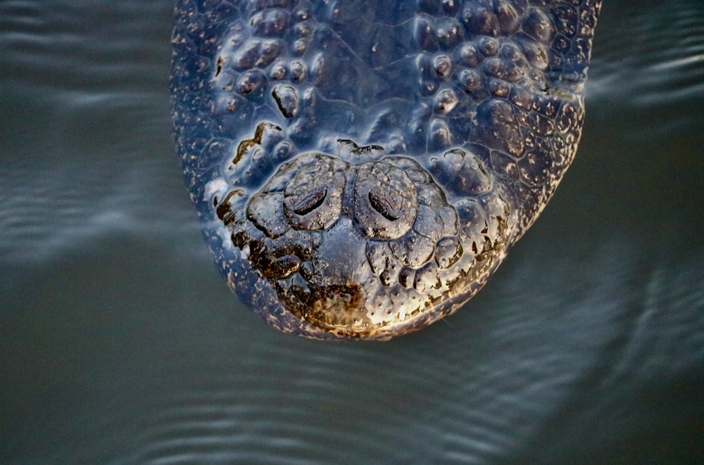 a close up of an animal's face in the water