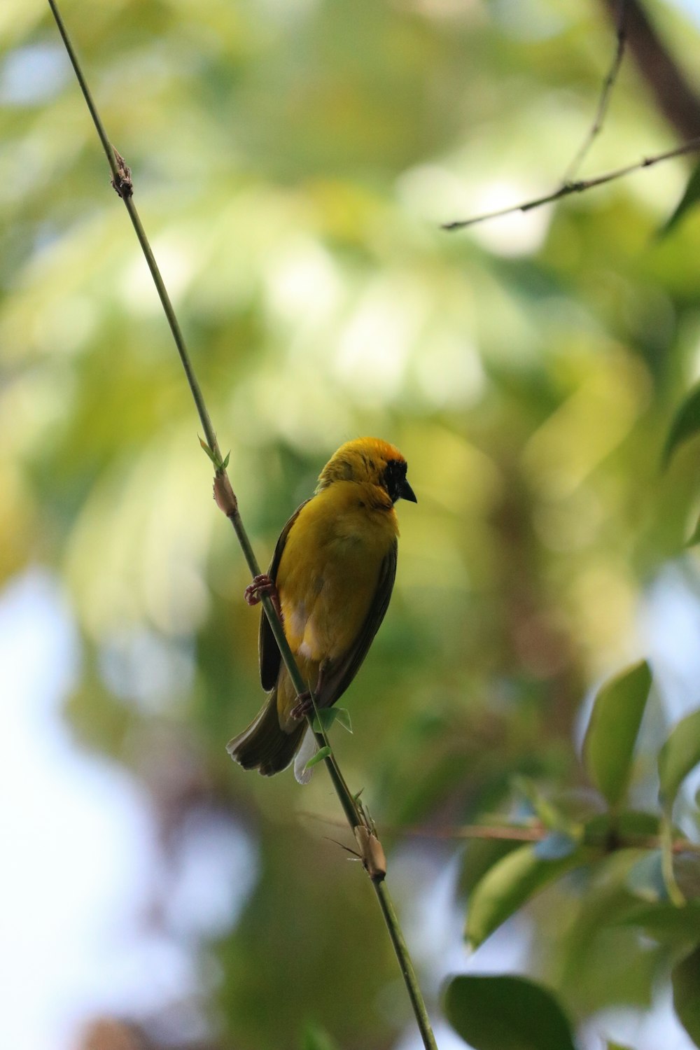 a small yellow bird perched on a tree branch