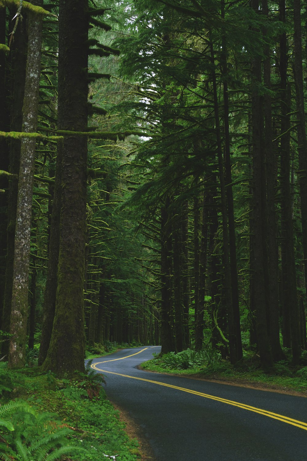 un camino en medio de un bosque con árboles altos