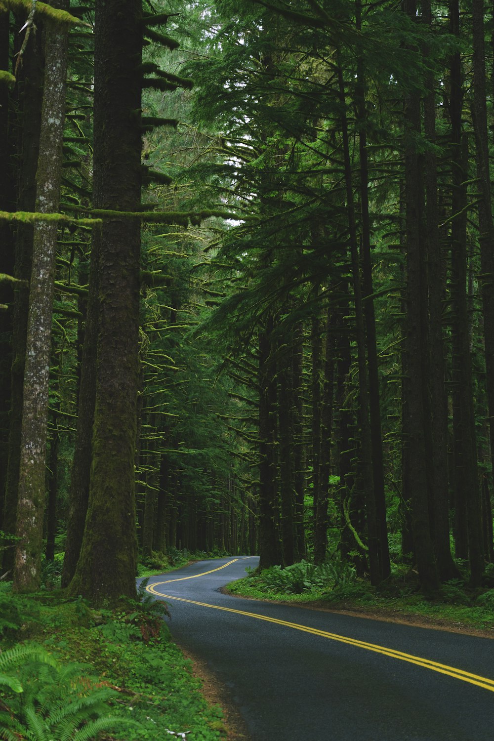 une route au milieu d’une forêt avec de grands arbres