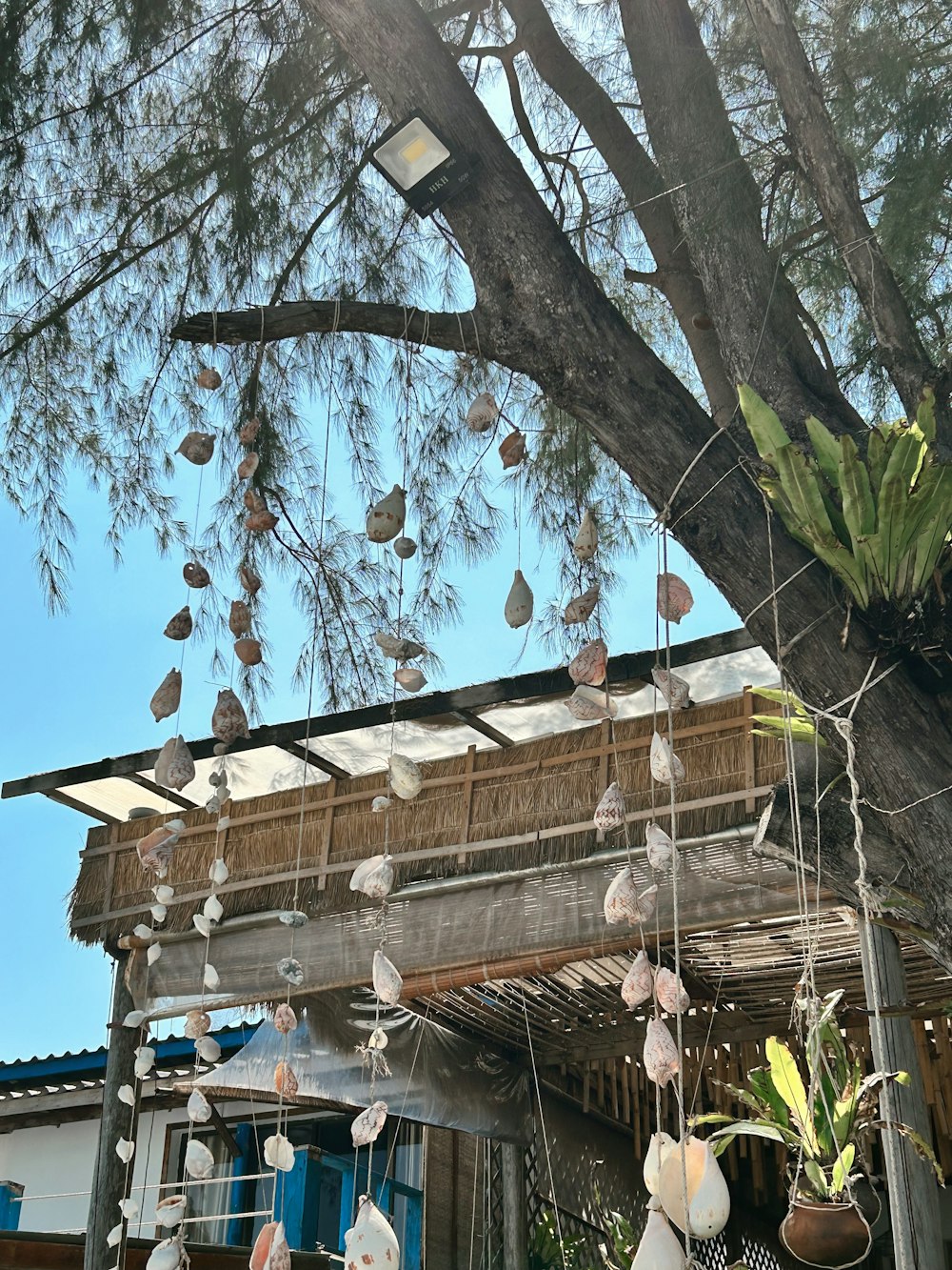 a tree that has some kind of decorations hanging from it