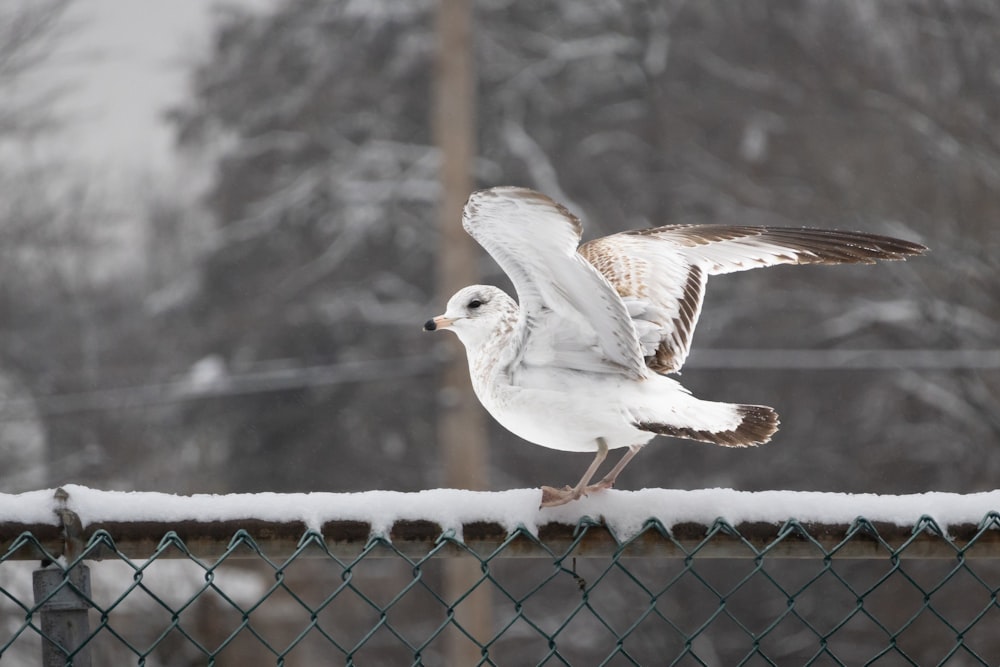 a white and brown bird flying over a fence