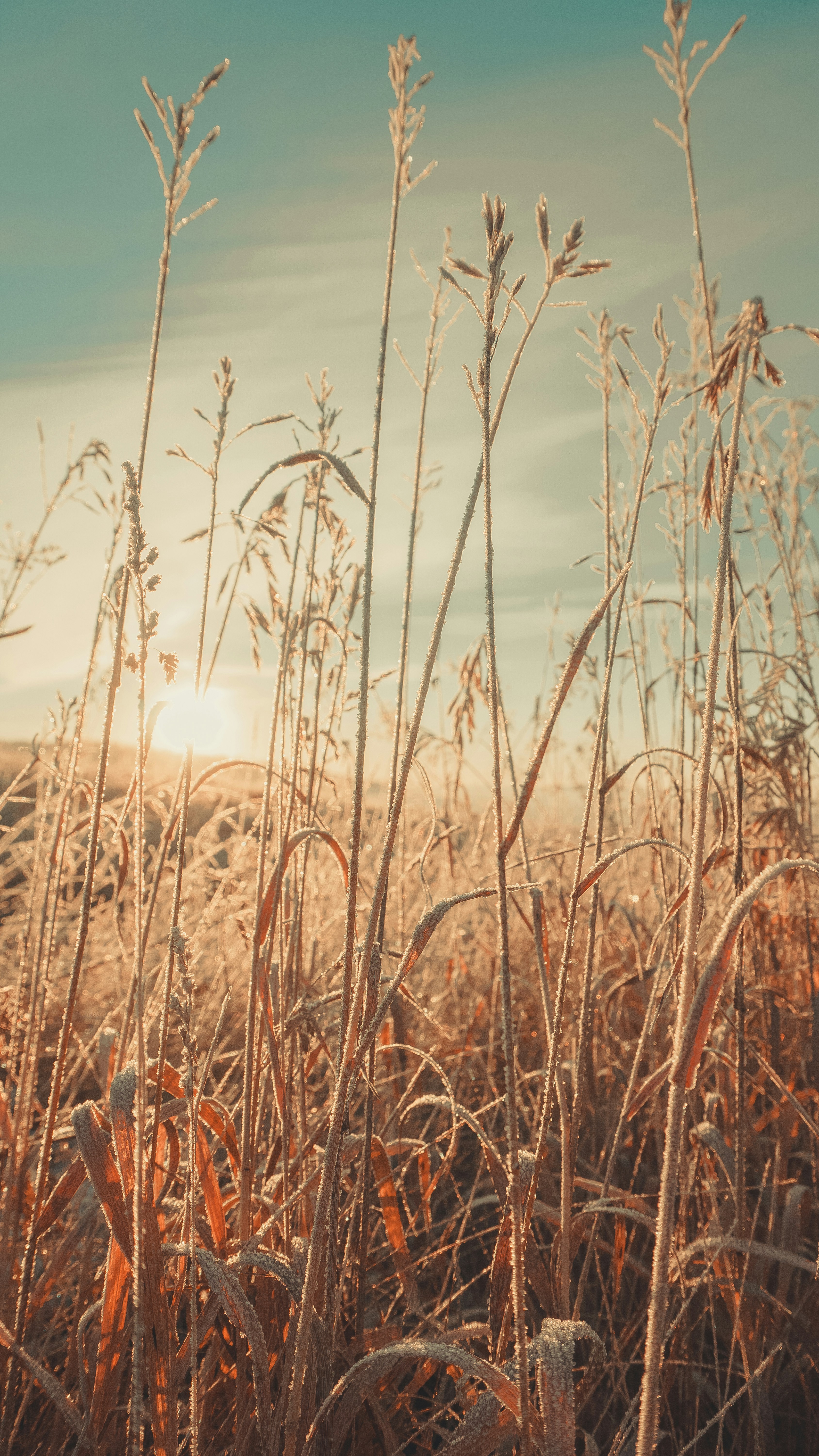 Frosted grasses against a beautiful sunrise.