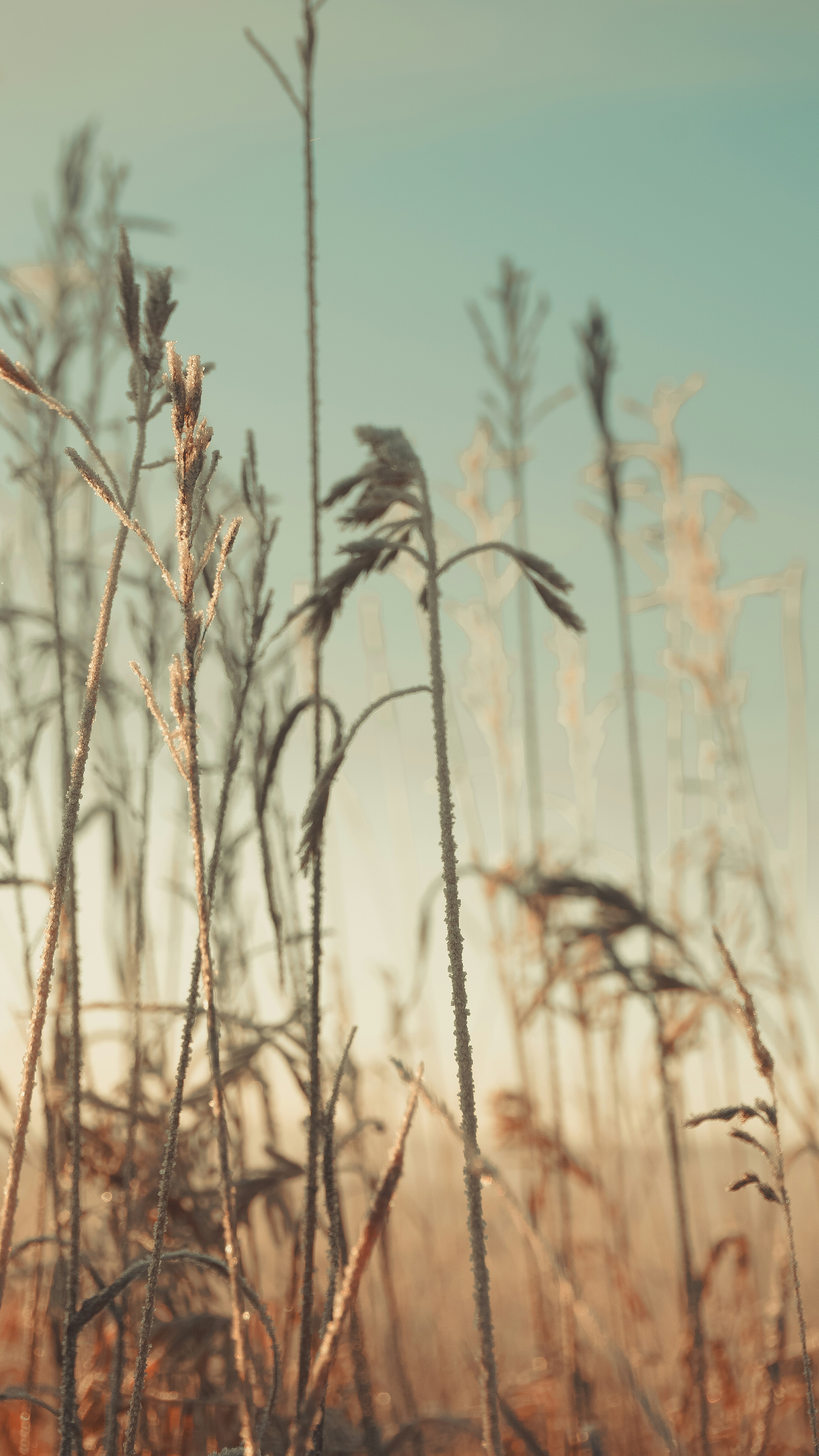 Tall, dried grass against a soft, blue sky.