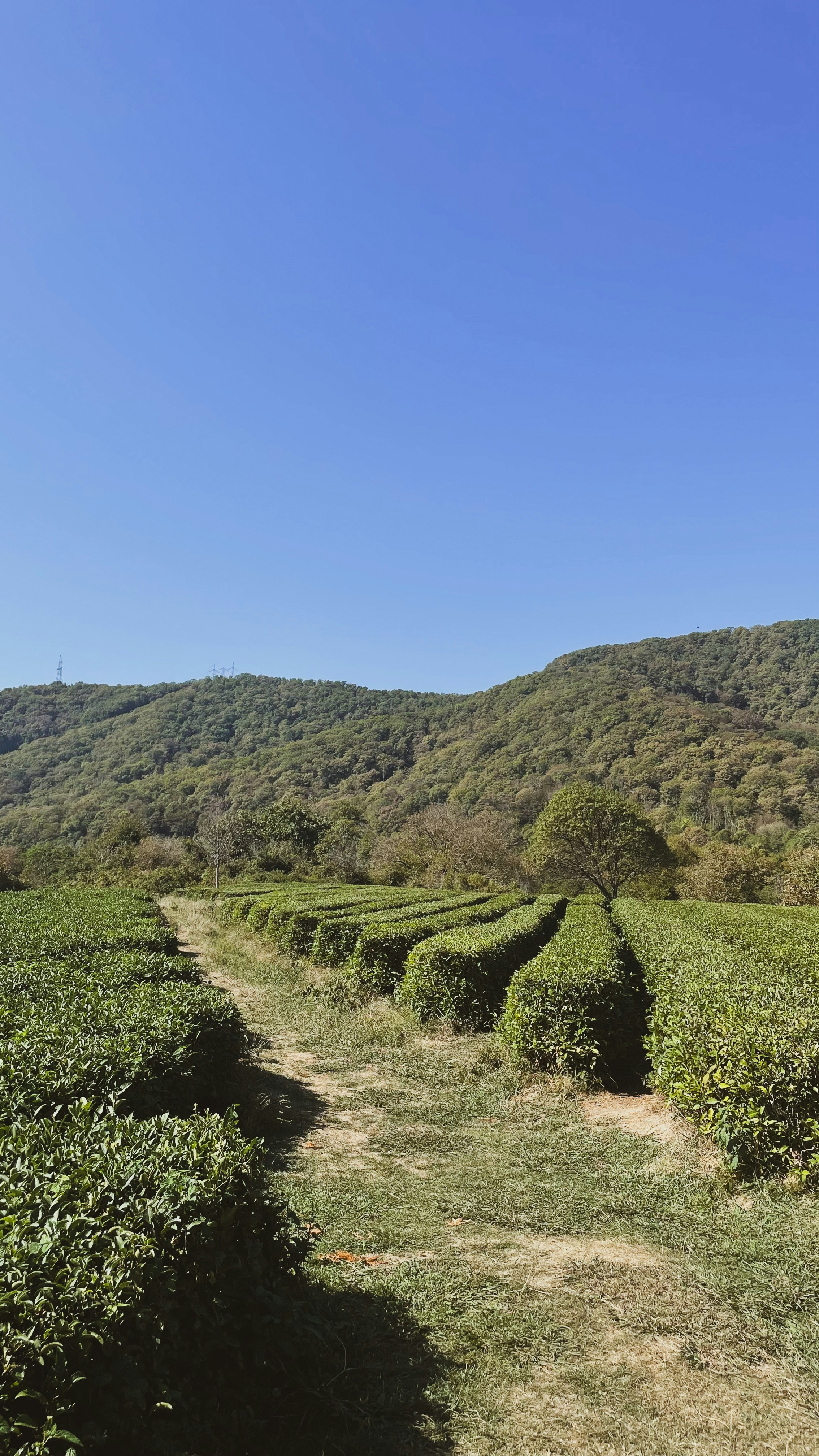 Tea plantation in the mountains under blue skies.