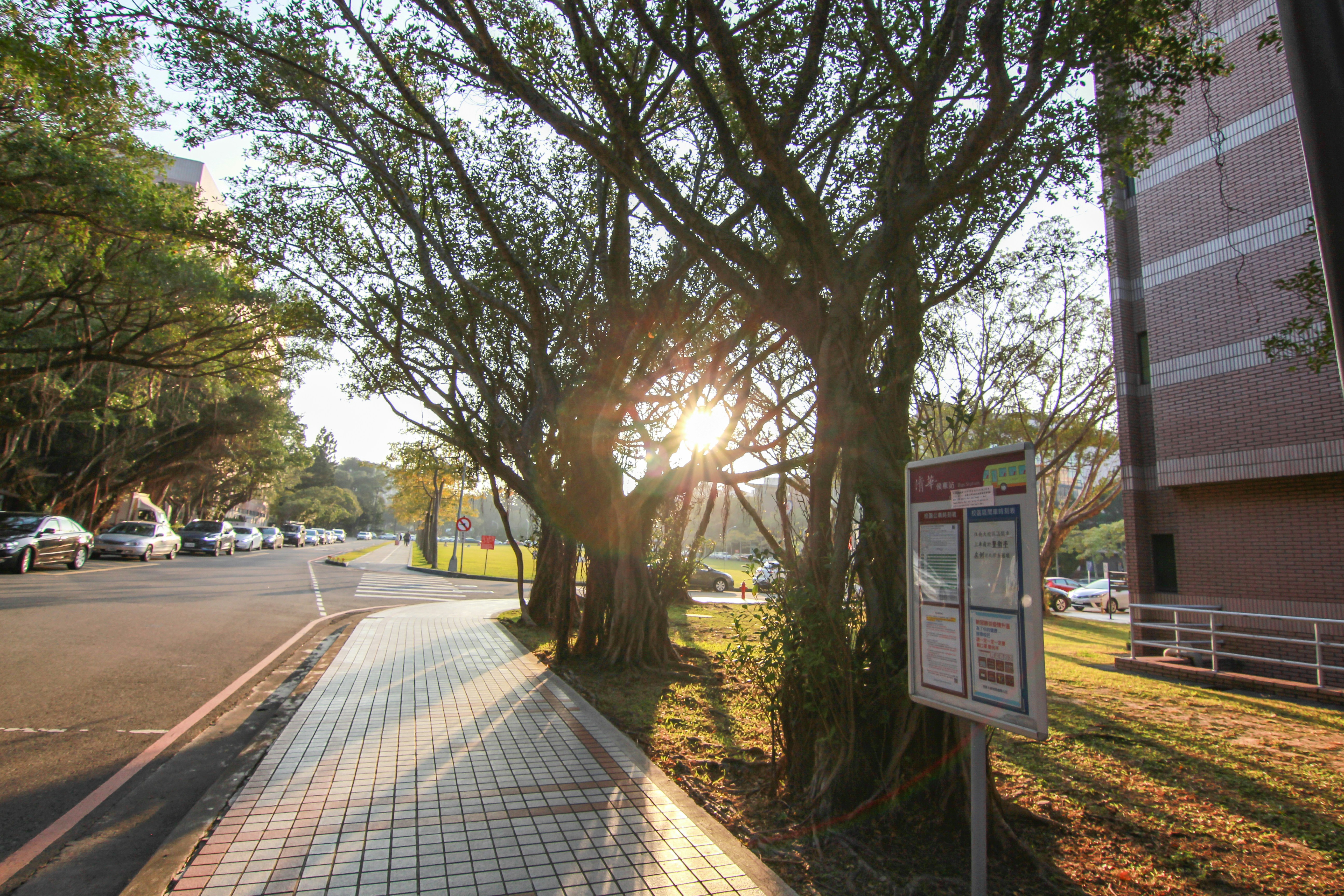 El sol brilla a través de los árboles al costado de la carretera