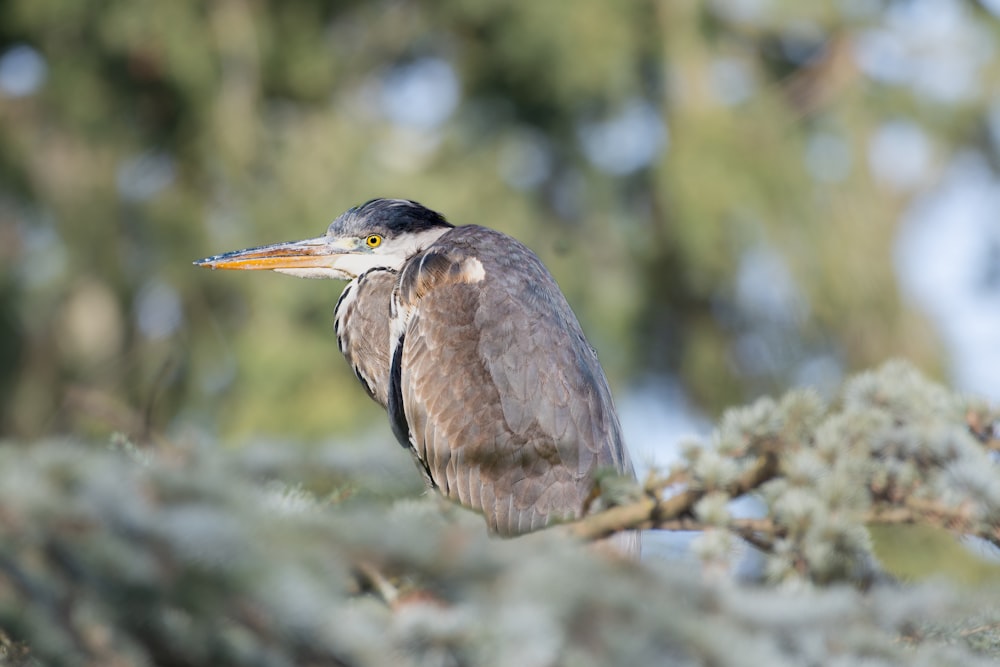 a bird is perched on a tree branch