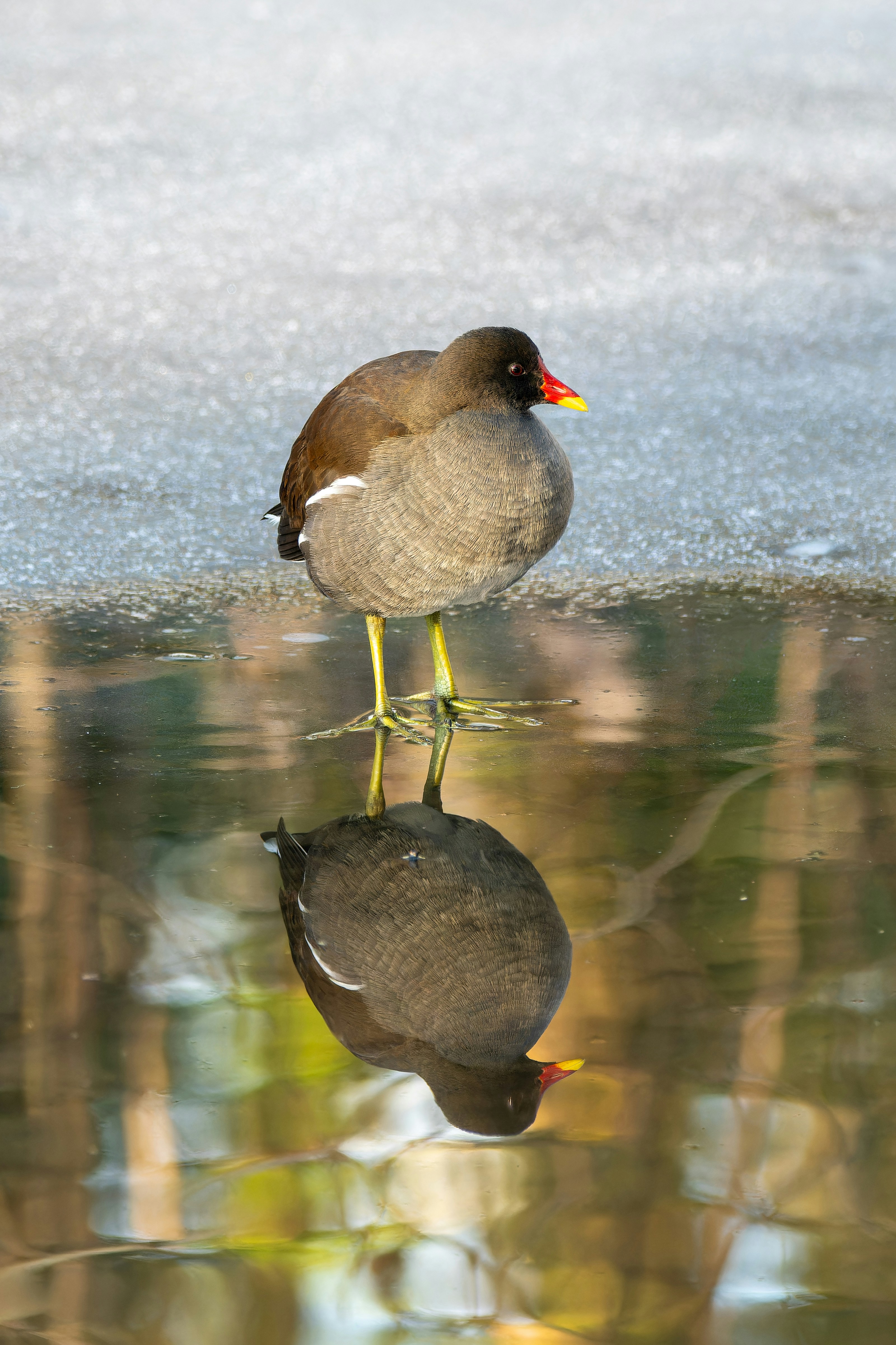 Photo by siegfriedpoepperl