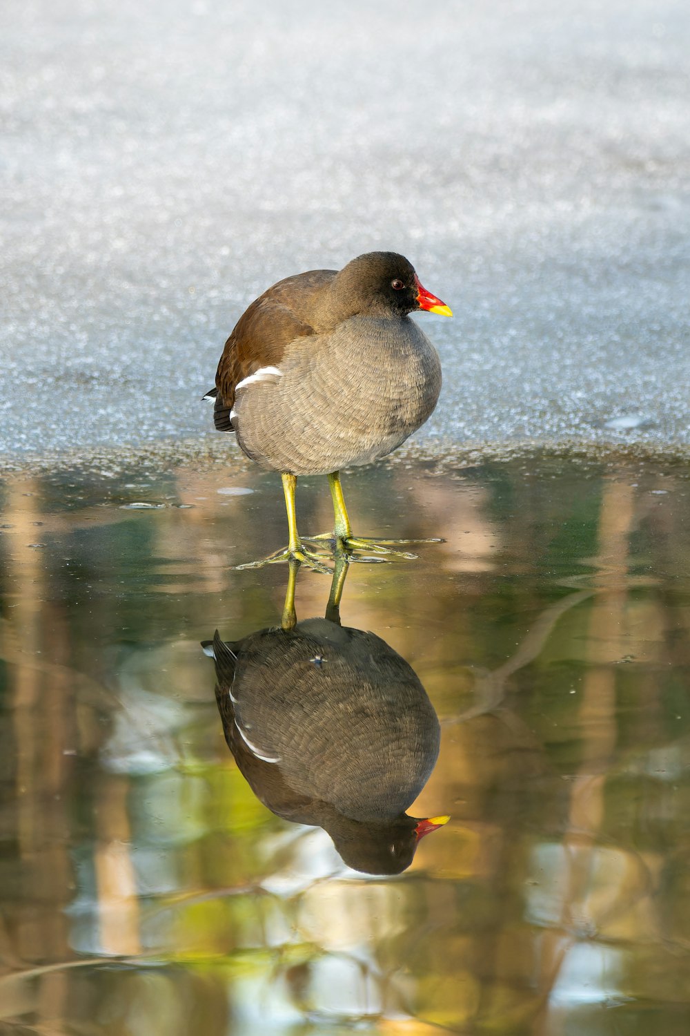 a bird standing on top of a puddle of water