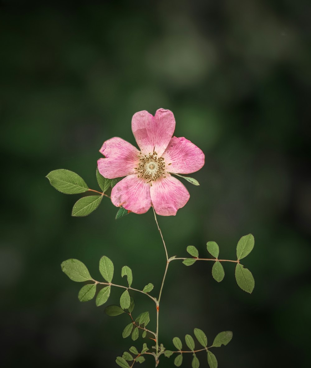 eine rosa Blume mit grünen Blättern an einem Zweig