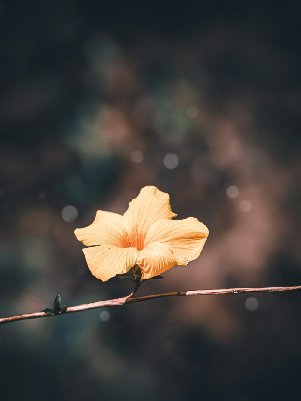 a single yellow flower on a twig