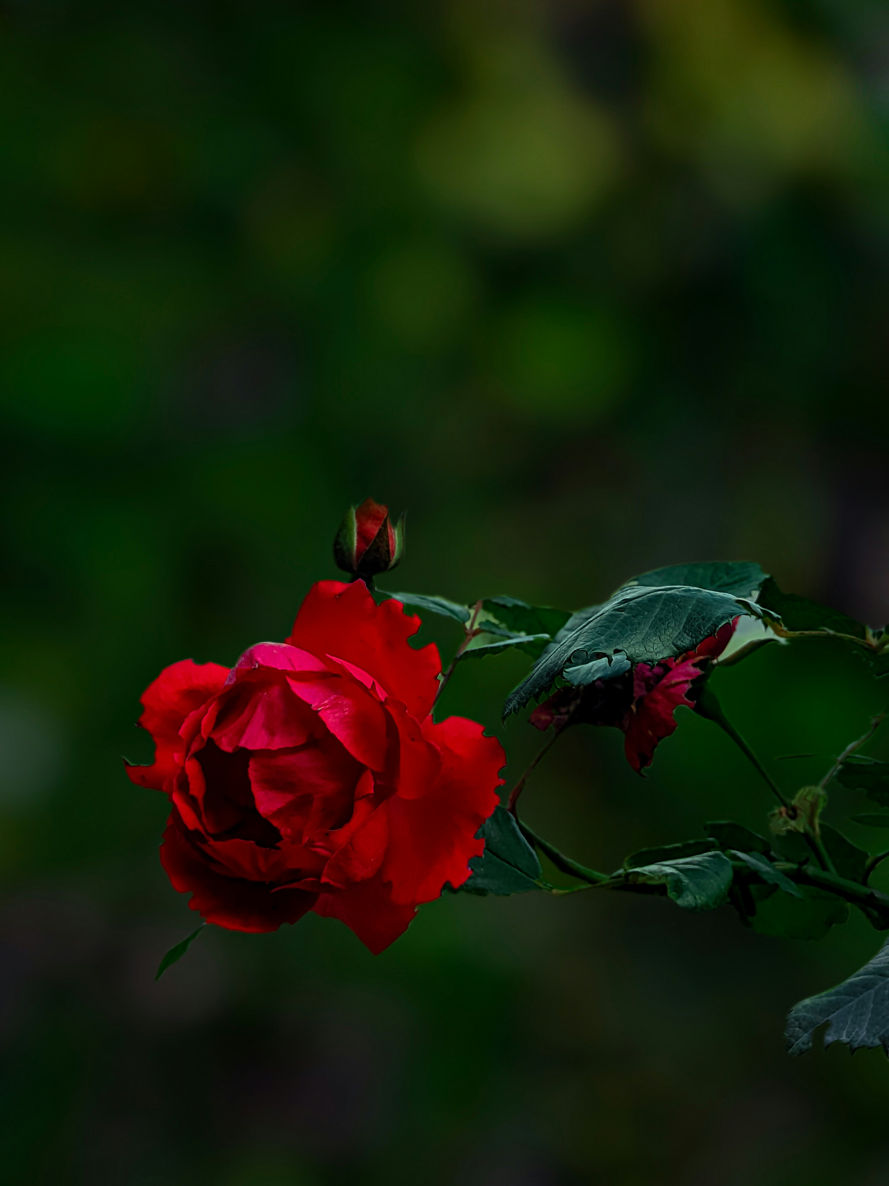 Photo by rohanshah657