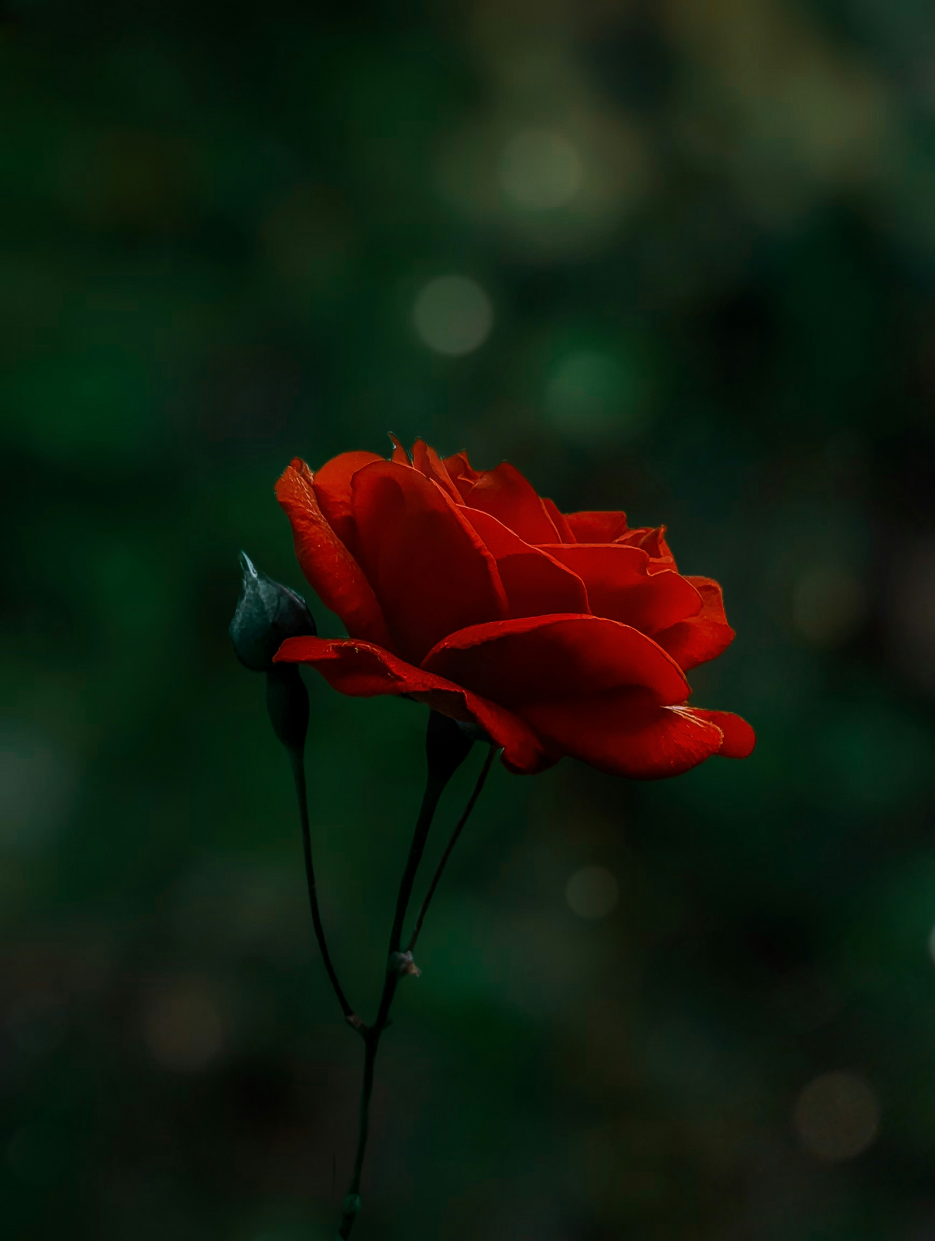 Photo by rohanshah657