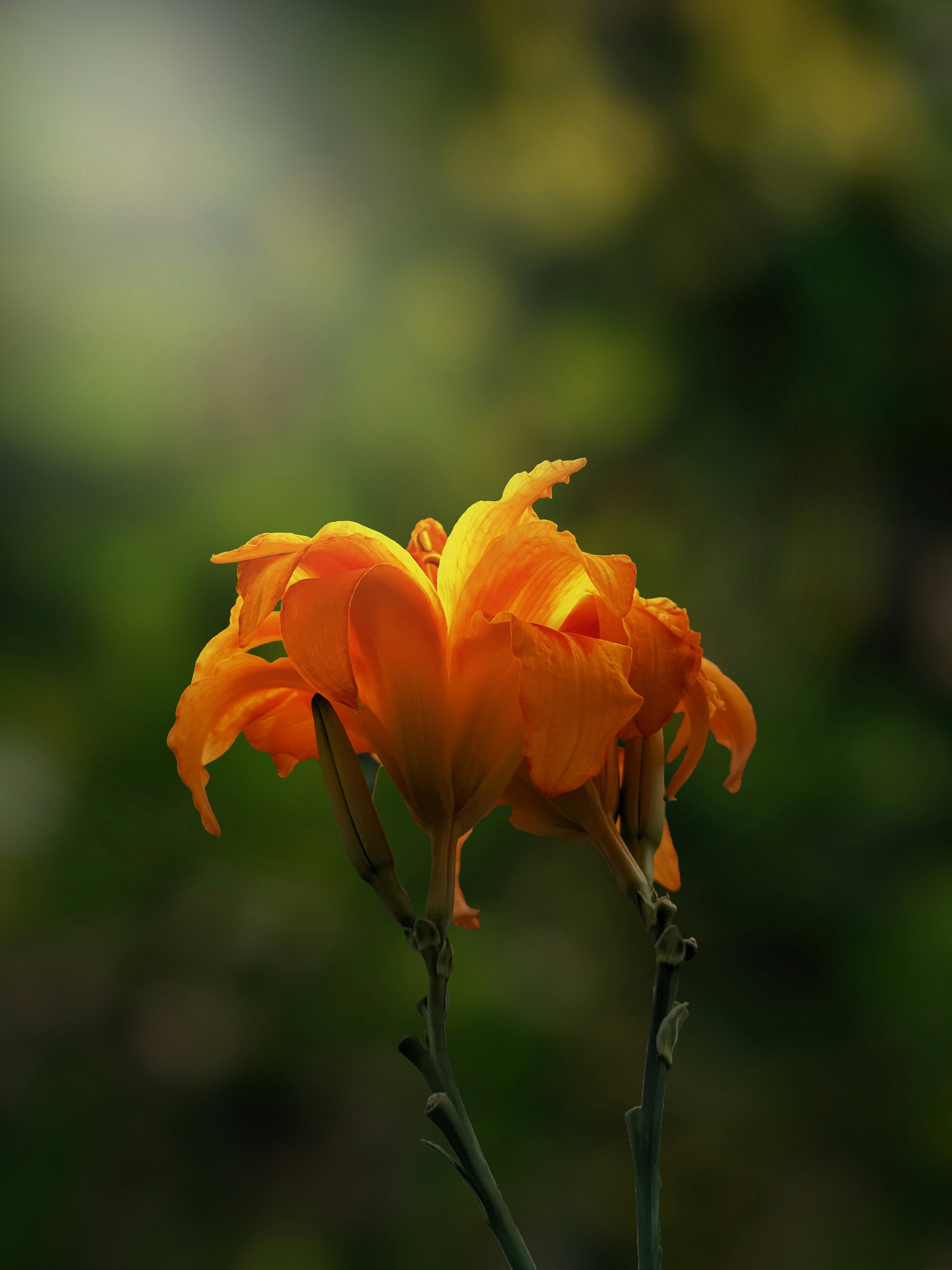 Photo by rohanshah657