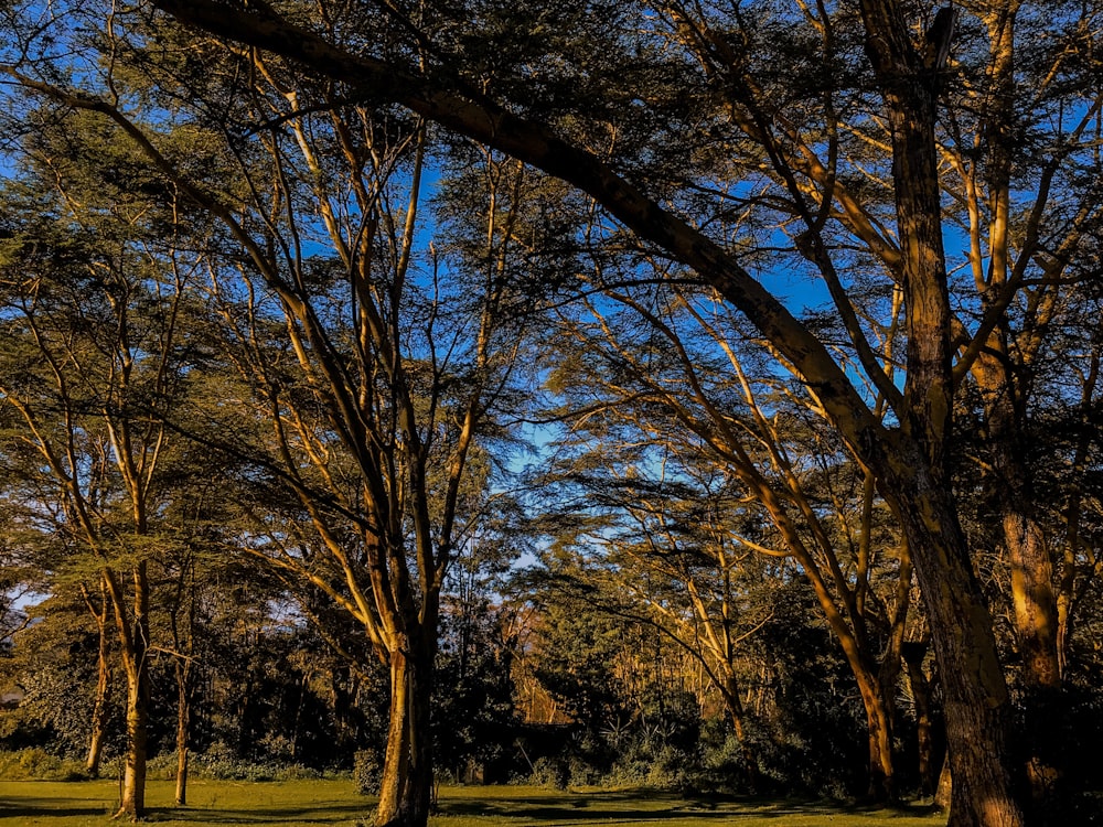 a park bench sitting in the middle of a park