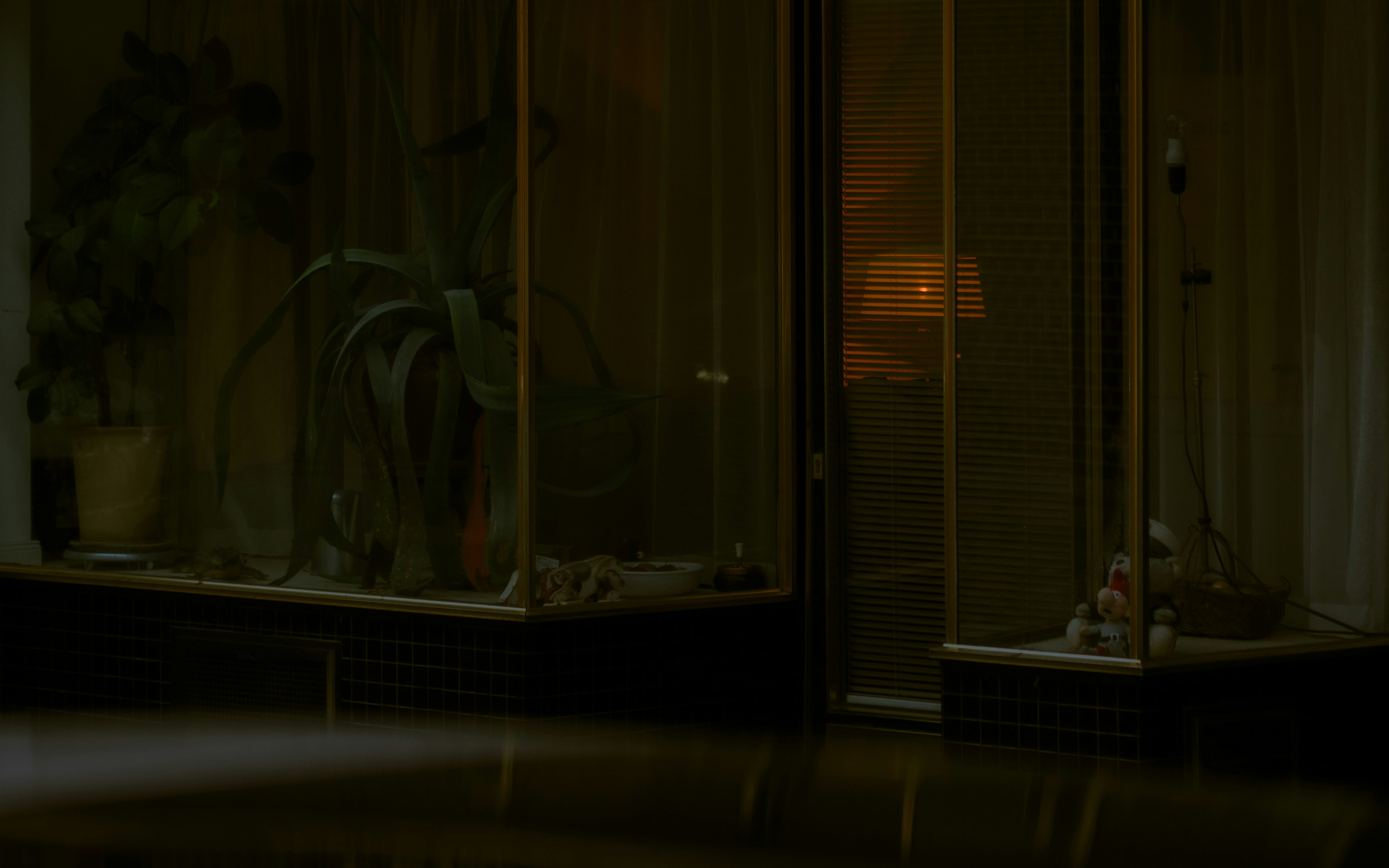 Dark room with corner plant