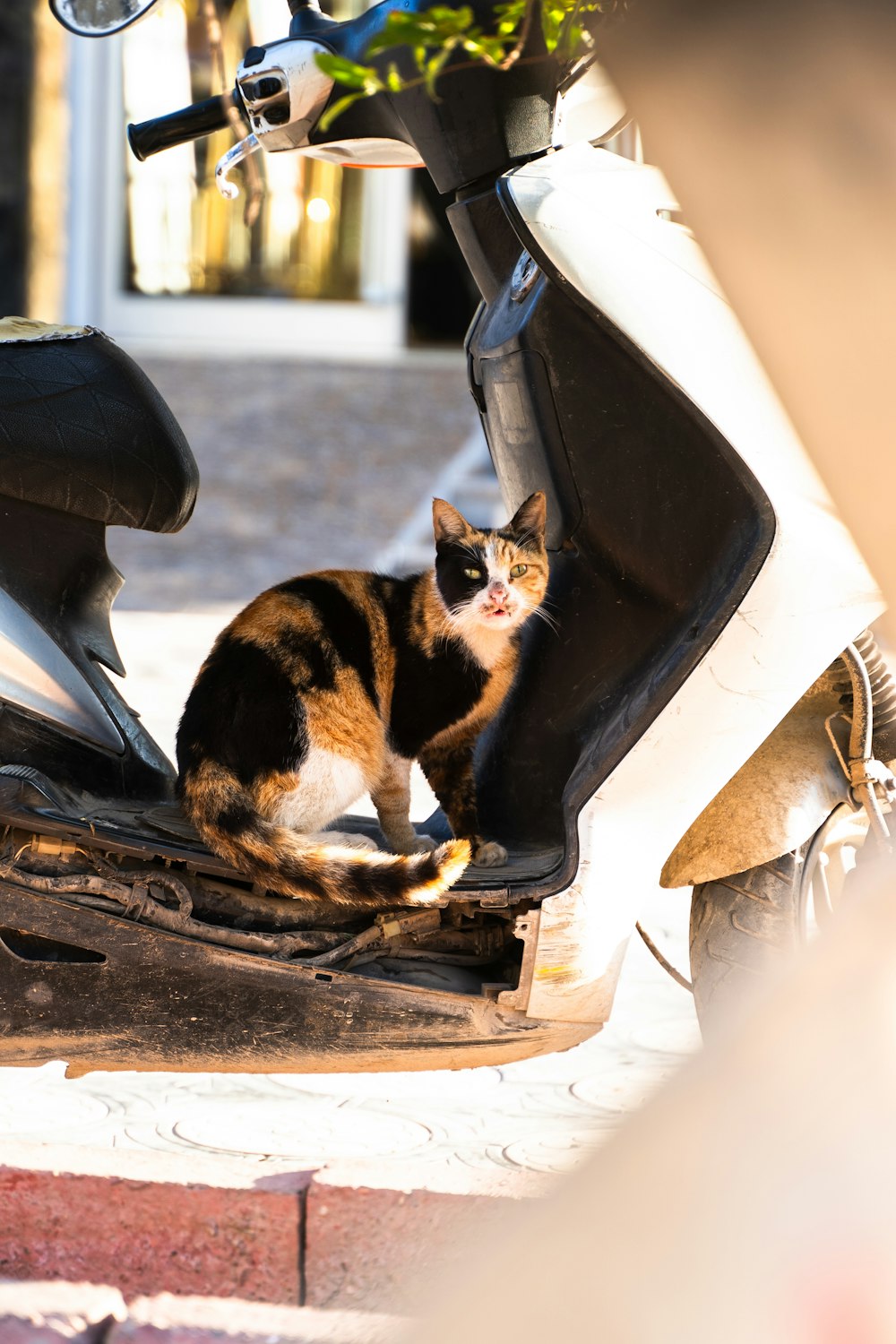 a cat sitting on the seat of a motor scooter