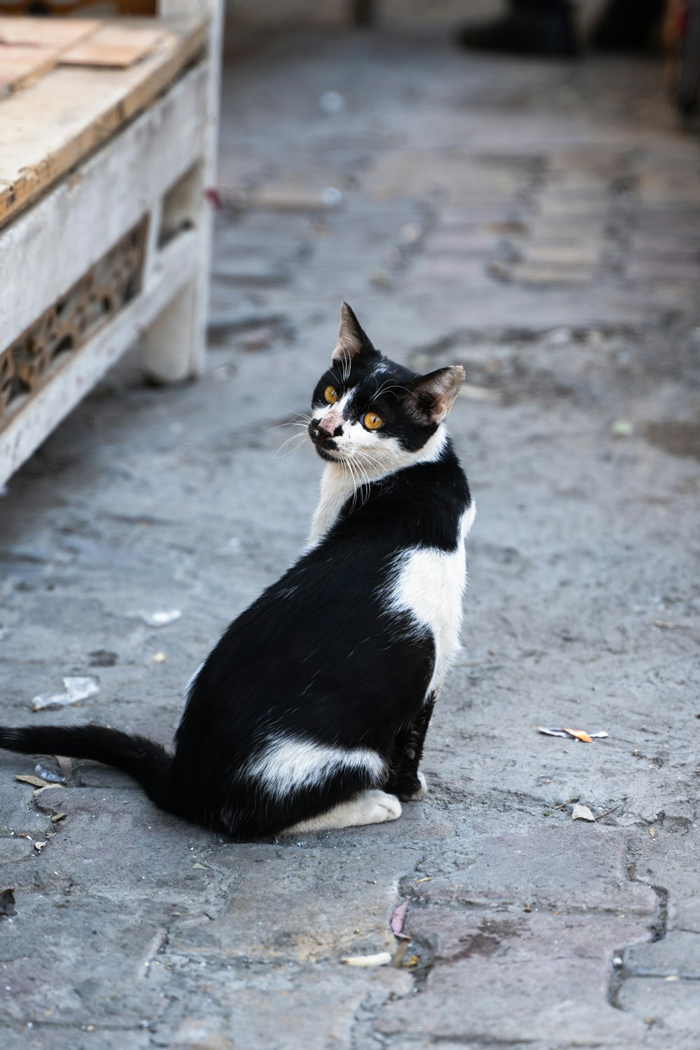 a black and white cat sitting on the ground