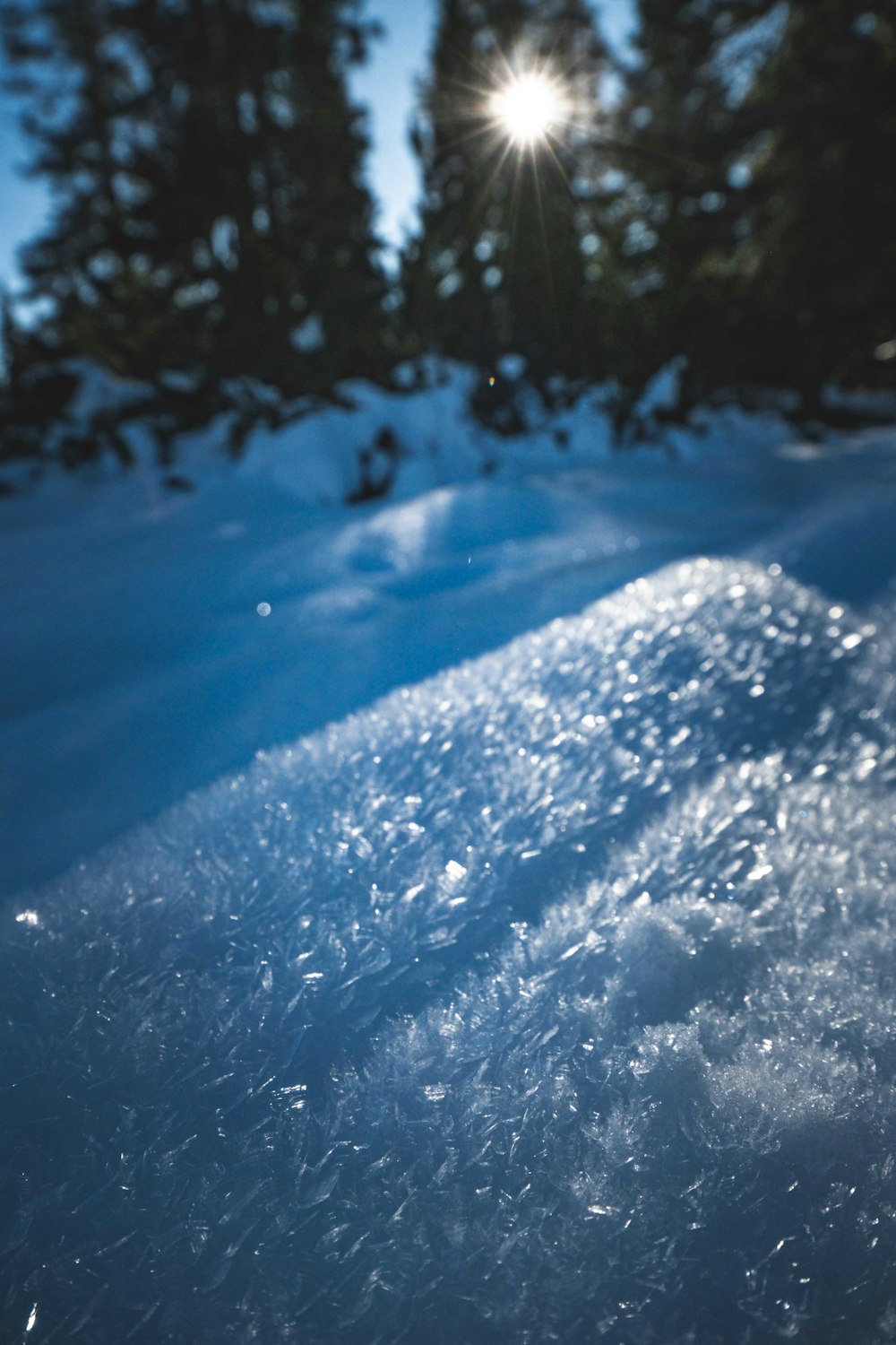 a close up of a snow covered ground with trees in the background