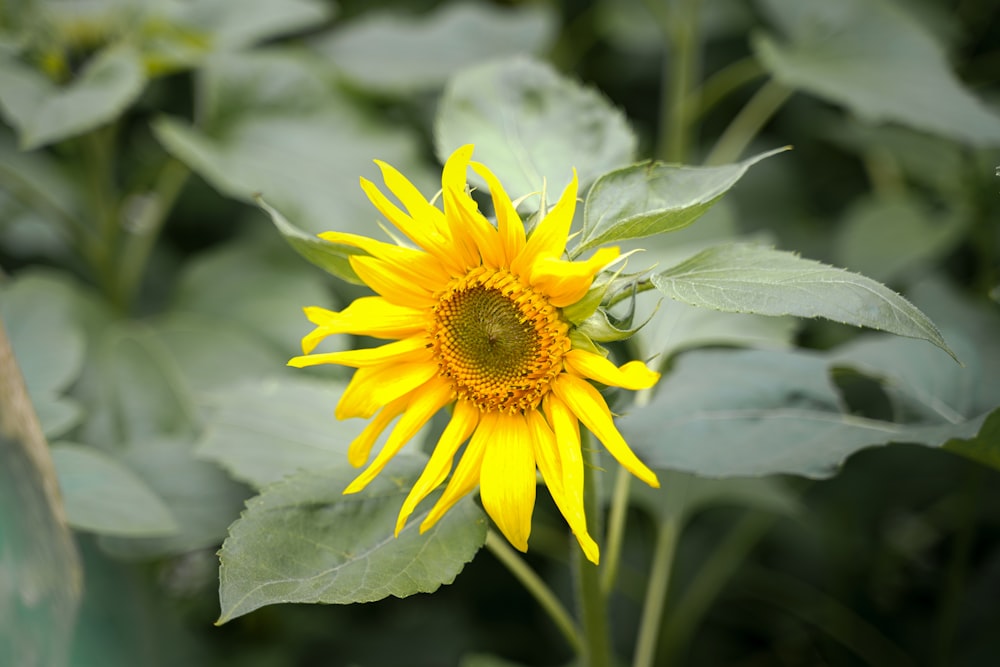 a yellow sunflower in a field of green leaves