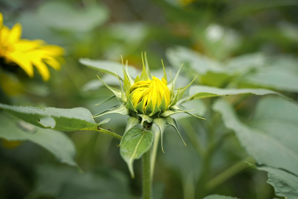 a close up of a yellow flower on a plant