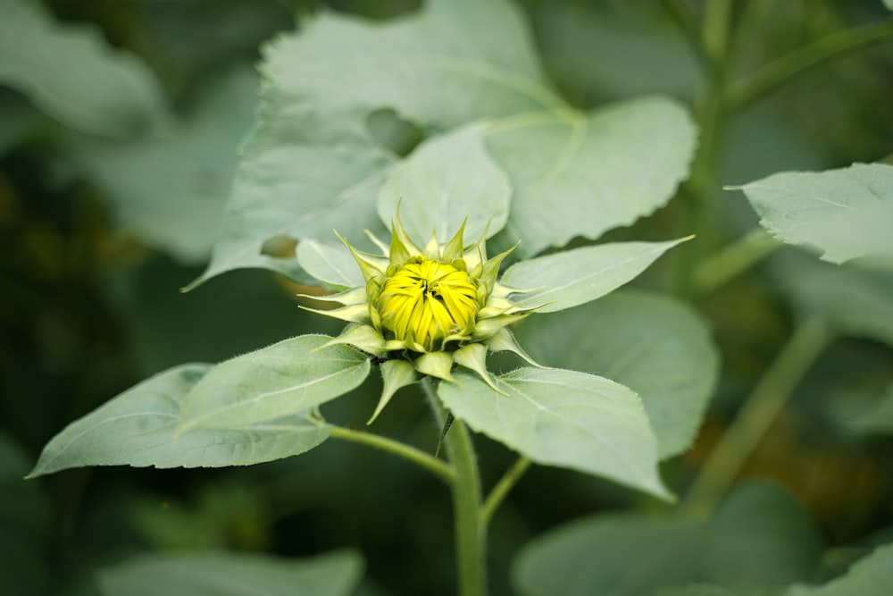 a close up of a yellow flower with green leaves