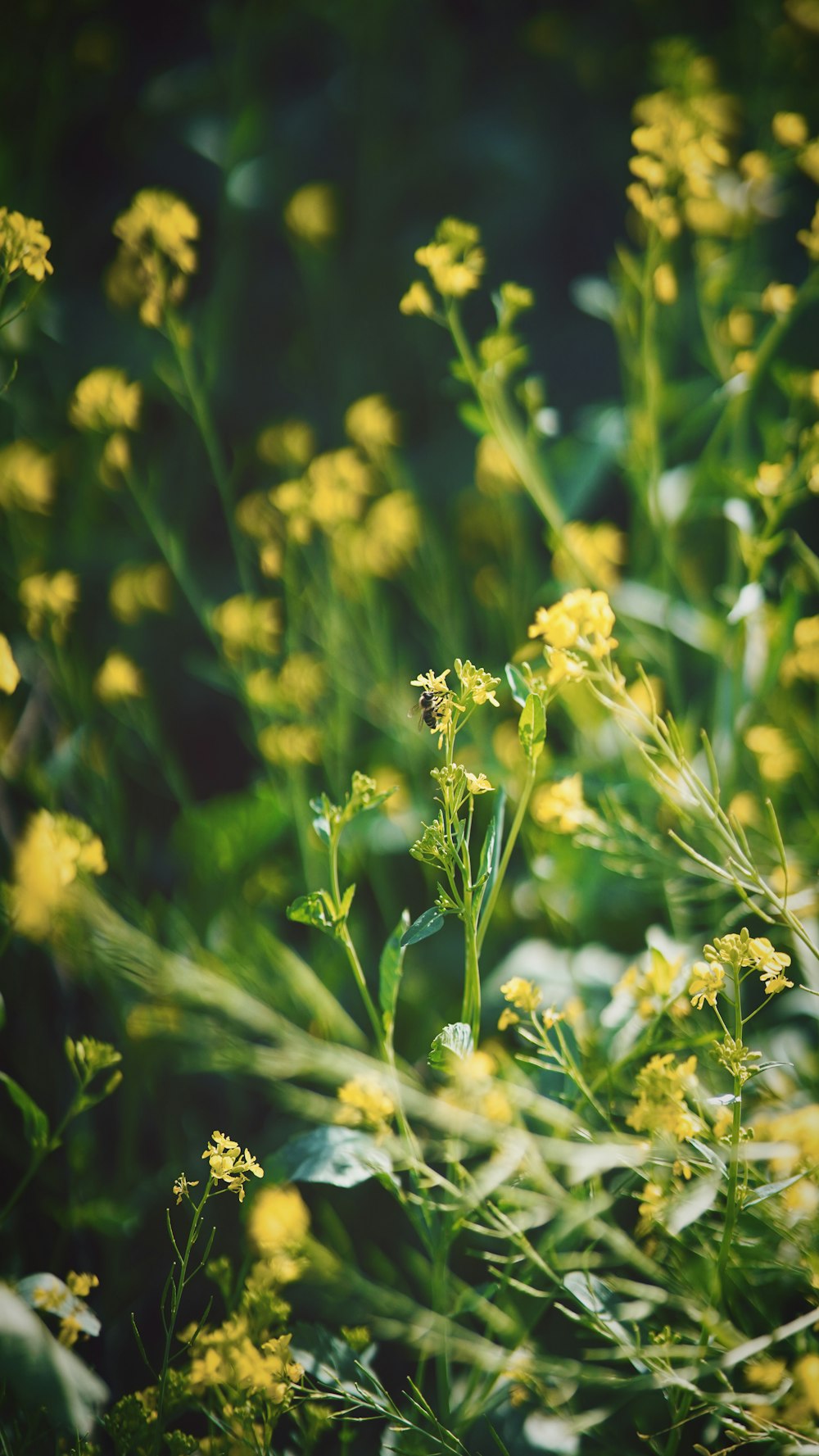 a bunch of yellow flowers that are in the grass