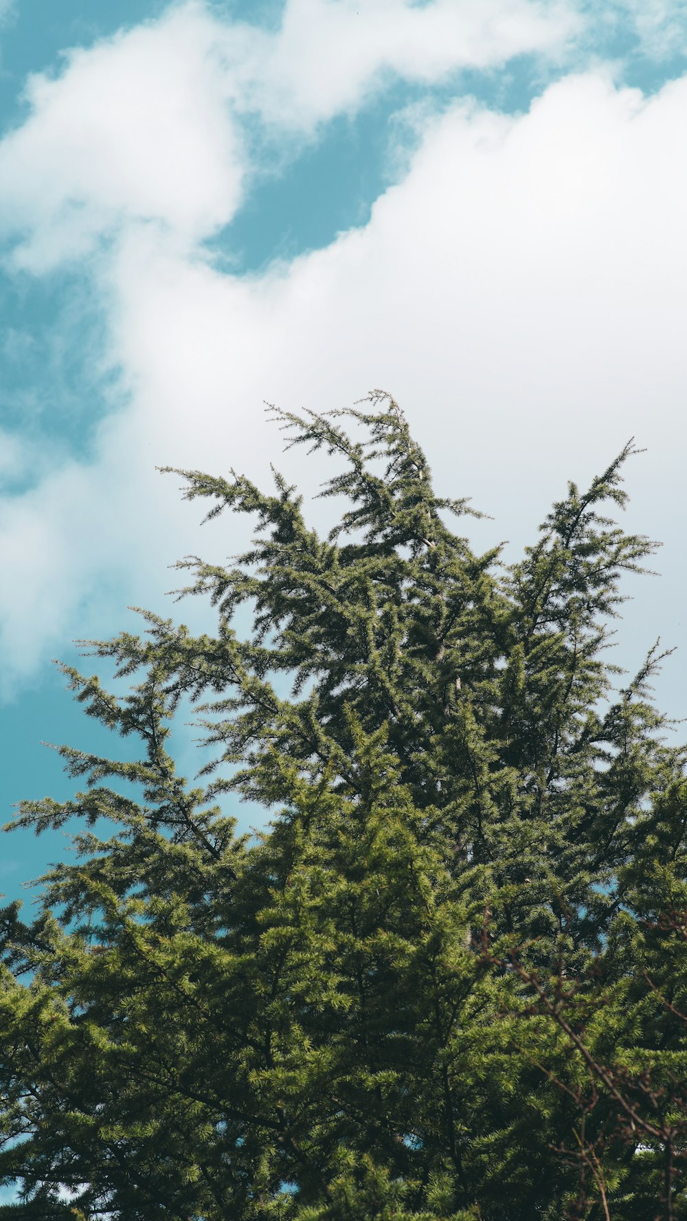 a tall pine tree with a blue sky in the background