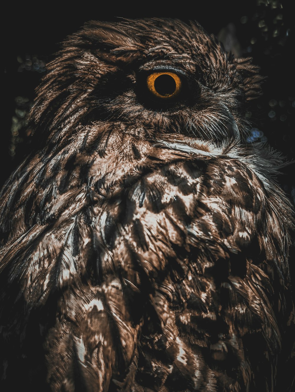 a close up of an owl with orange eyes